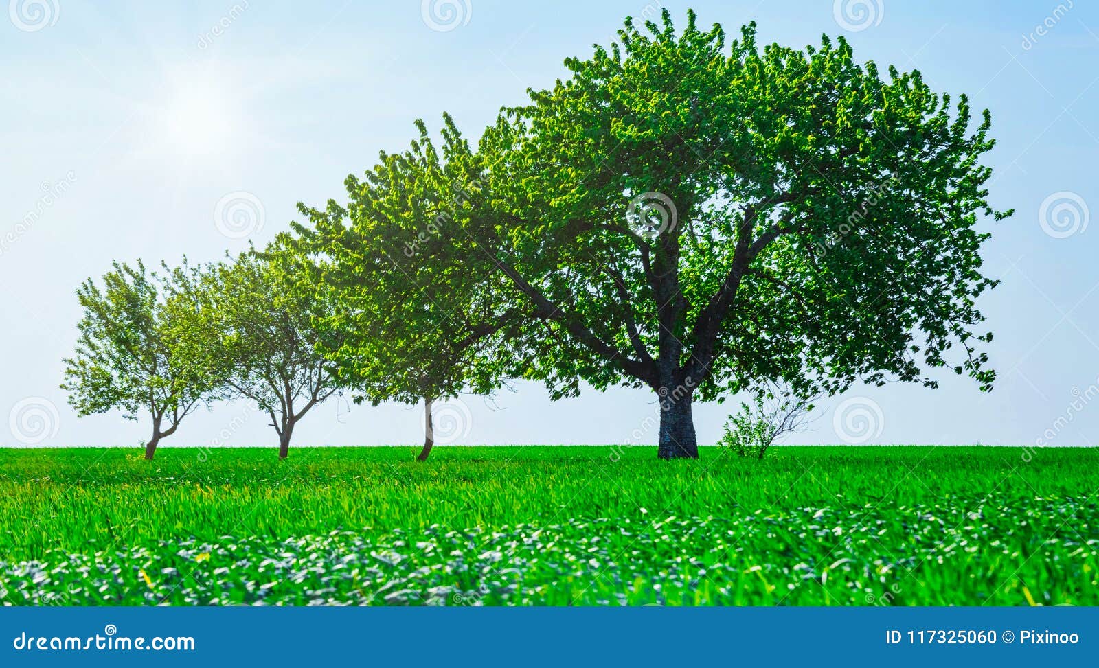 Trees In A Field. Generation Growth Legacy Family Concept Stock Photo