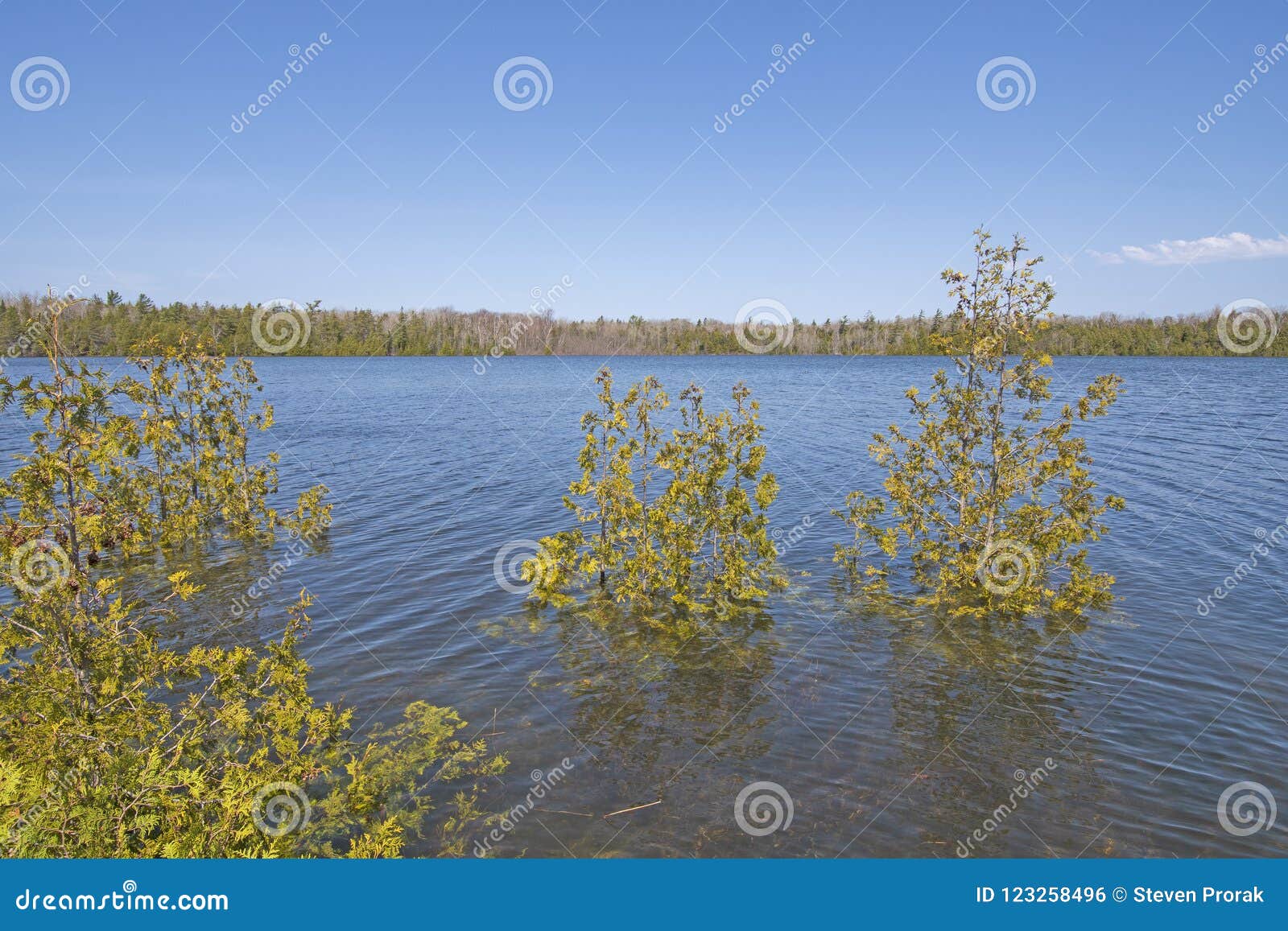 trees in a flooded lake