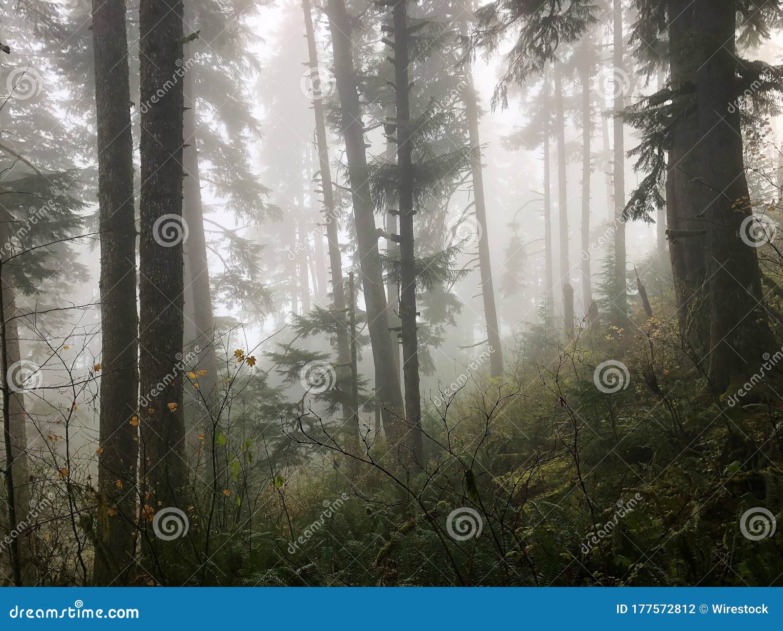 Trees of the Forest Covered in Mist in Oregon, USA Stock Photo Image