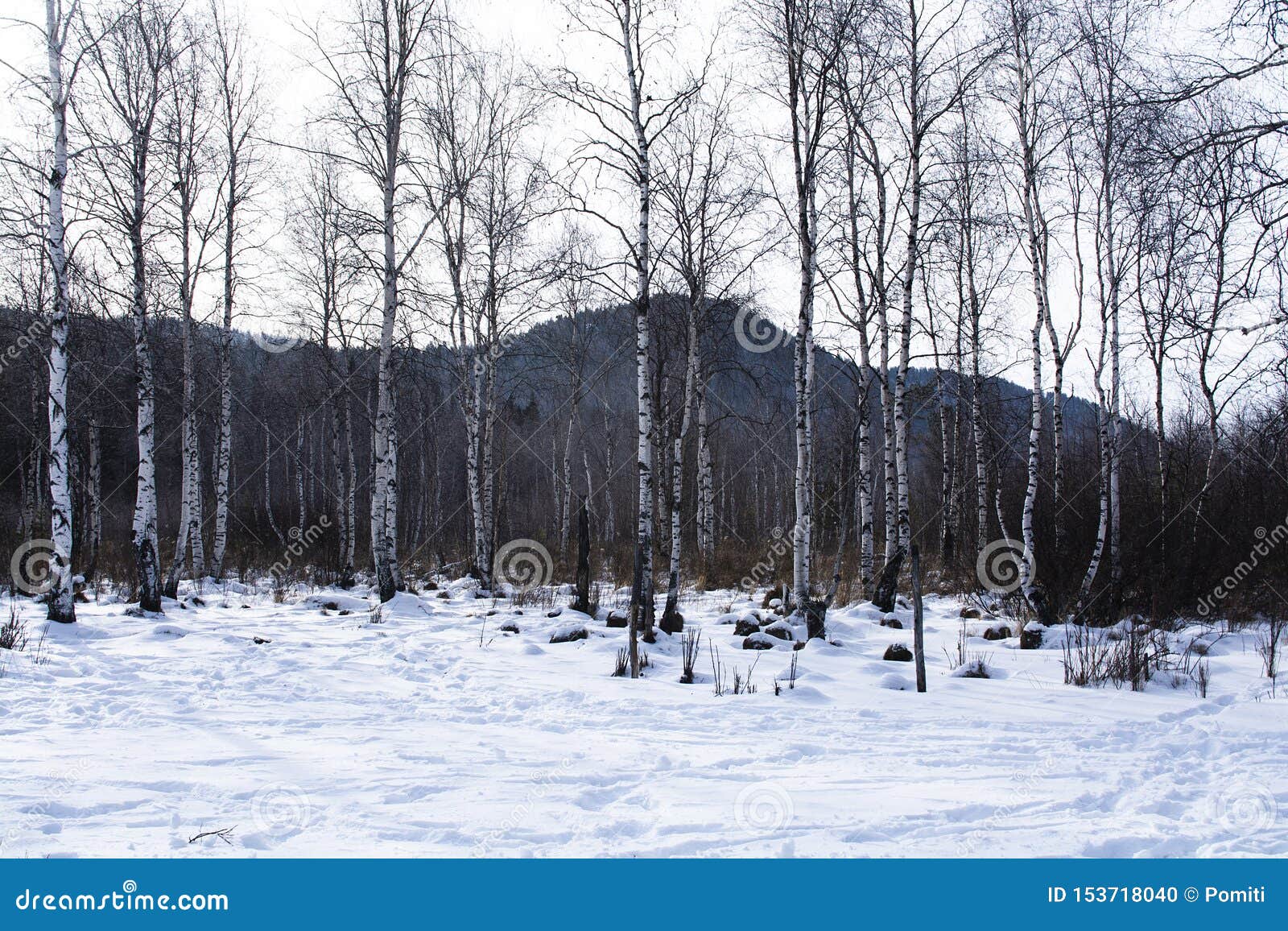 Trees In Forest With Snow On Ground In Winter Landscape Photography Stock Photo Image Of Natural Plant Trees In Forest With Snow On Ground In Winter Landscape Photography Stock Photo Image Of Natural Plant