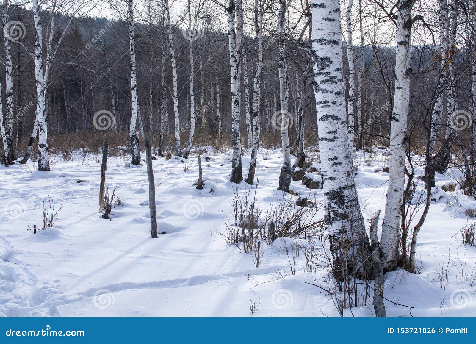 Trees In Forest With Snow On Ground In Winter Landscape Photography Stock Photo Image Of Scenery Plant Trees In Forest With Snow On Ground In Winter Landscape Photography Stock Photo Image Of Scenery Plant