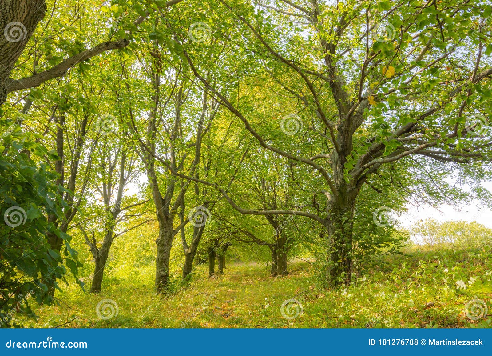 Trees in the Forest, Summer Trip To National Park, Green Trees and ...