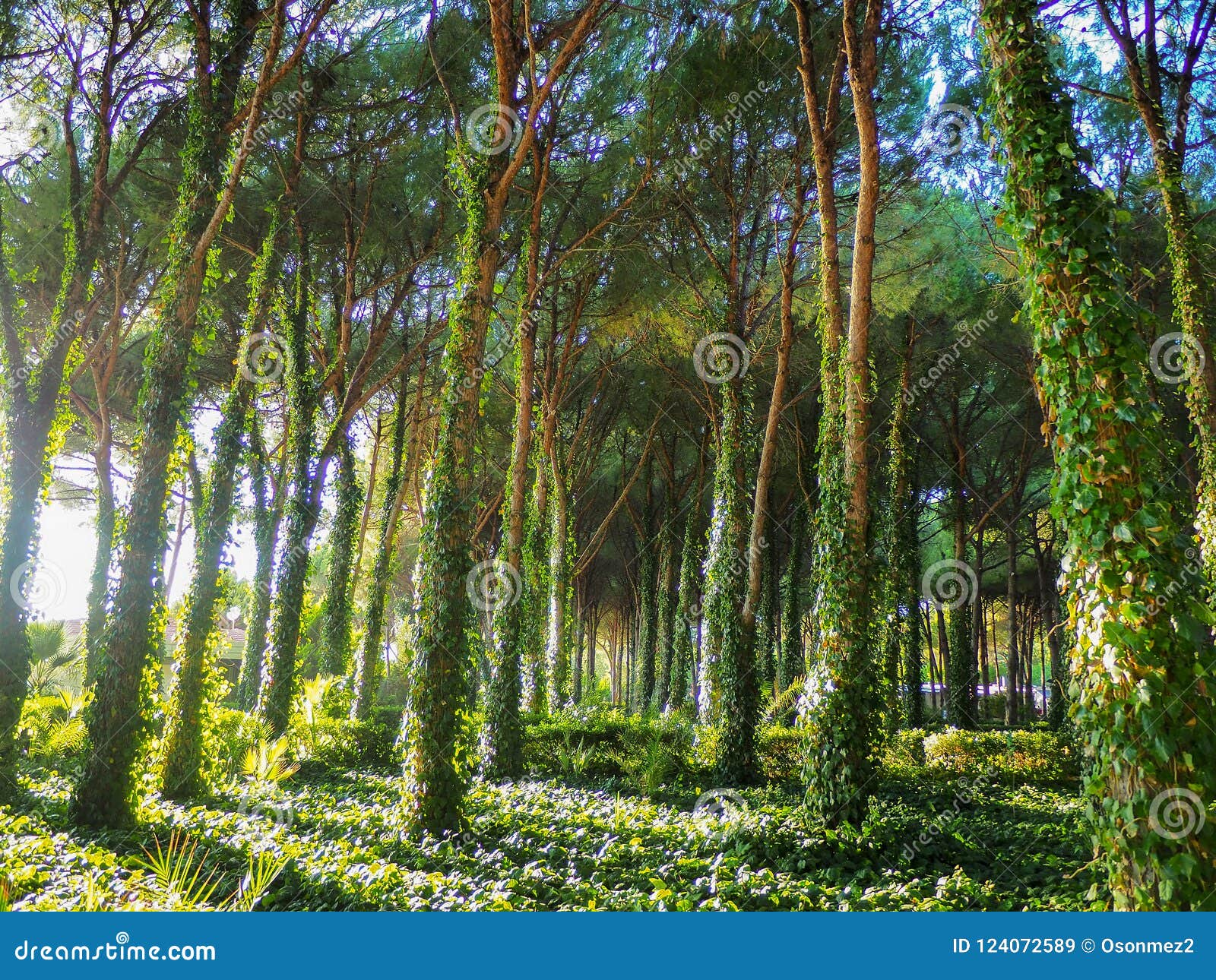 The Trees in the Forest and the Vines Around Them at Sunset Stock Image Image of jungle