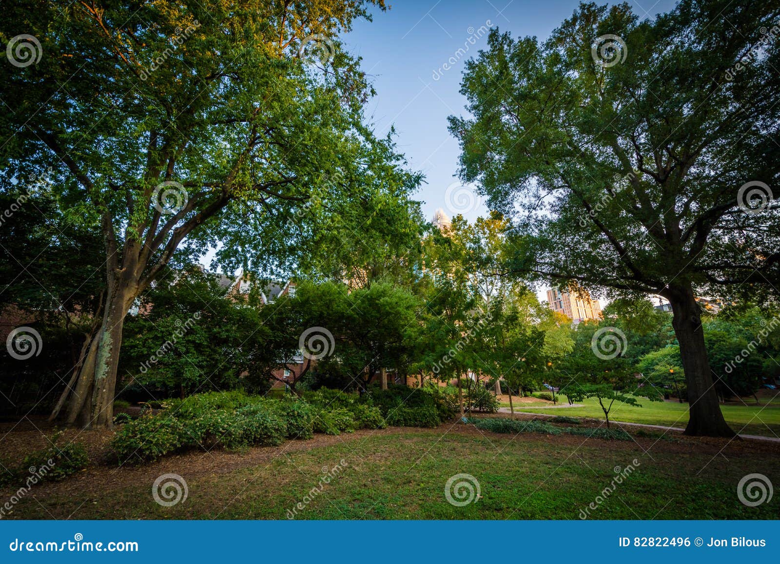 Trees at Fourth Ward Park, in Charlotte, North Carolina. Stock Photo