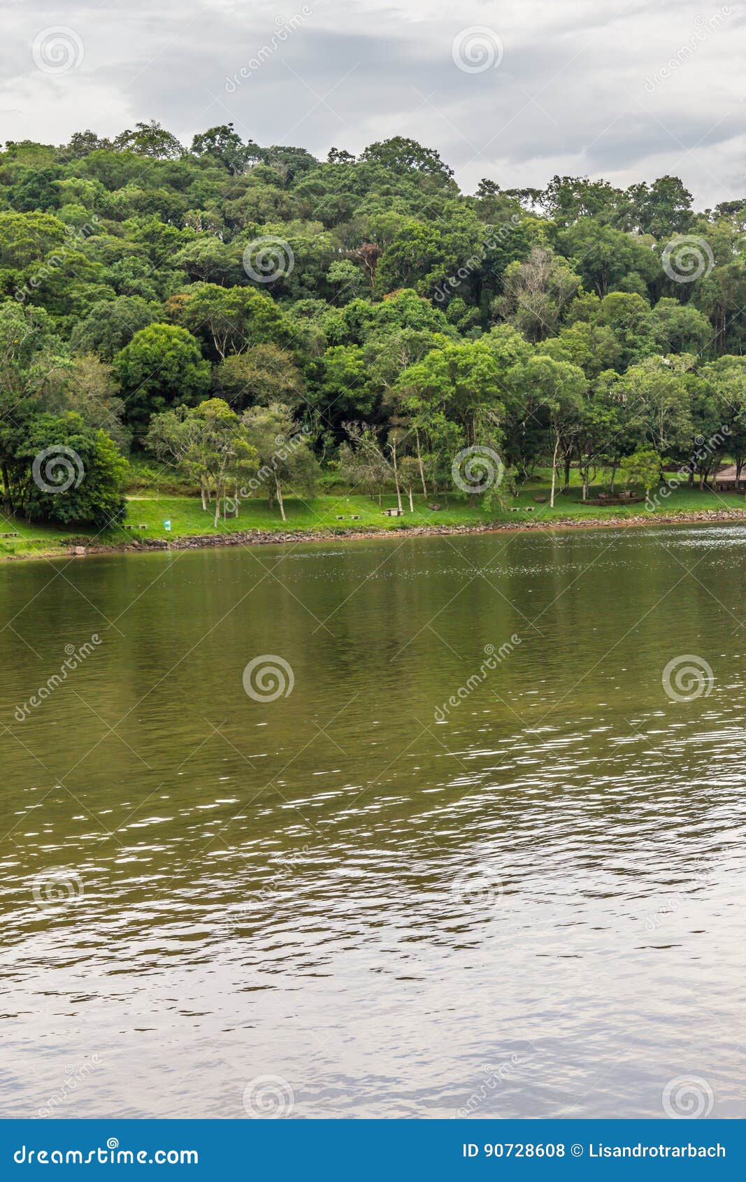 trees in garibaldi lake in encantado
