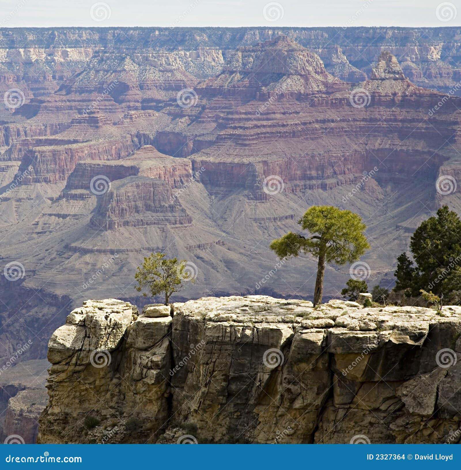 Trees in Grand Canyon stock photo. Image of bedding, geology 2327364