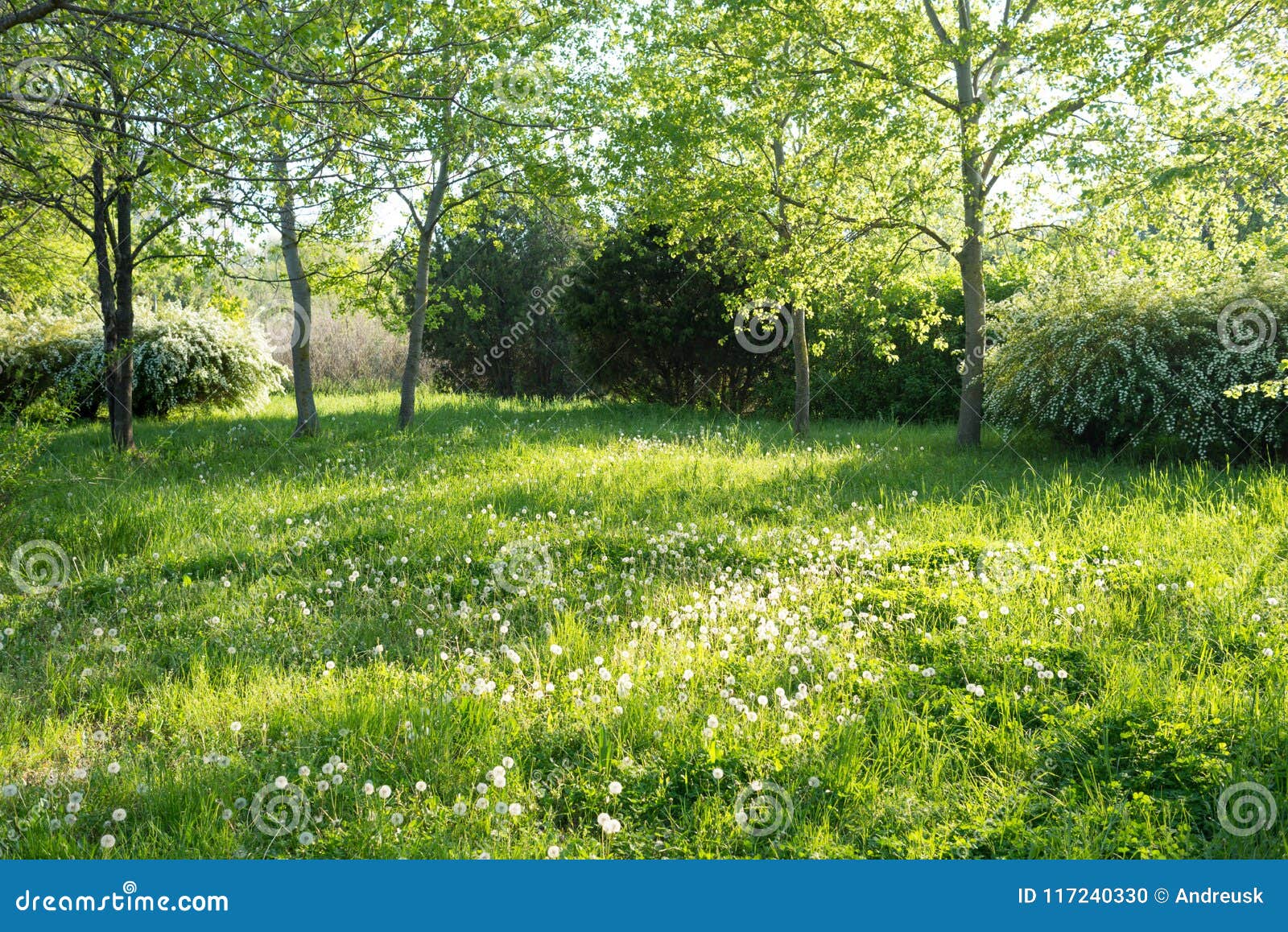 Trees and Grass in Backyard Stock Photo Image of spring, blooming