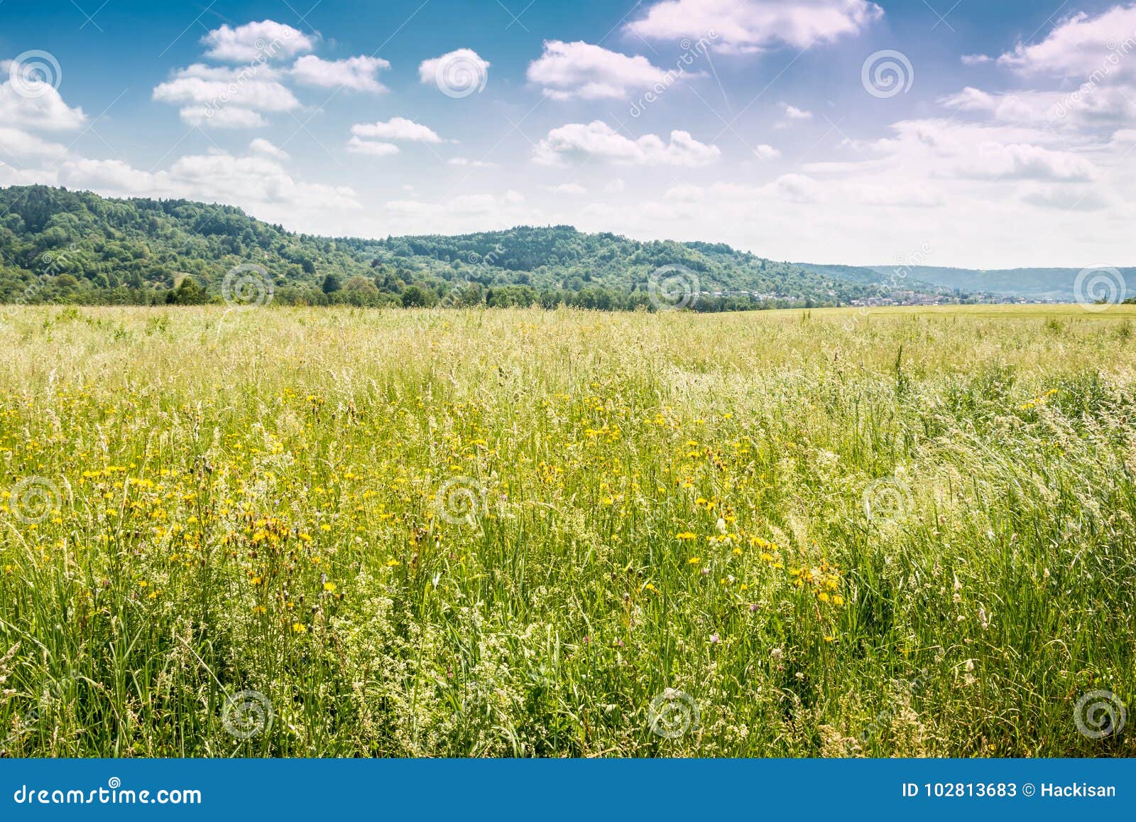 Field and forest stock image. Image of plant, freedom 102813683