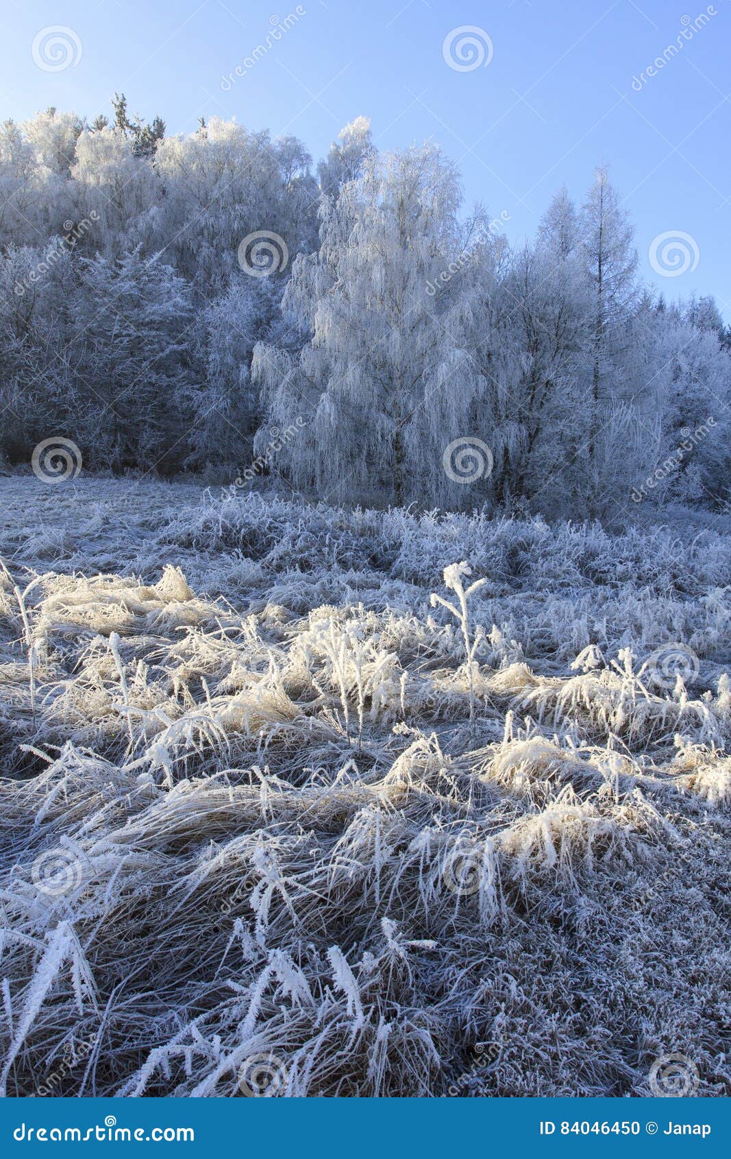 Trees and Grass Covered with Frost Stock Photo Image of grass, trees