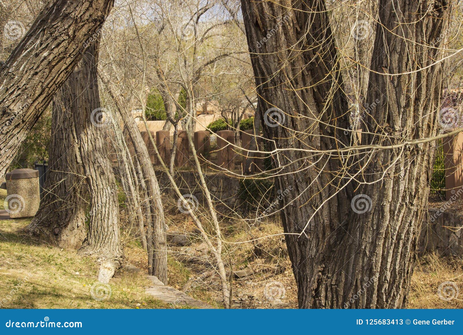 Trees and Grass stock image. Image of limbs, landscape 125683413
