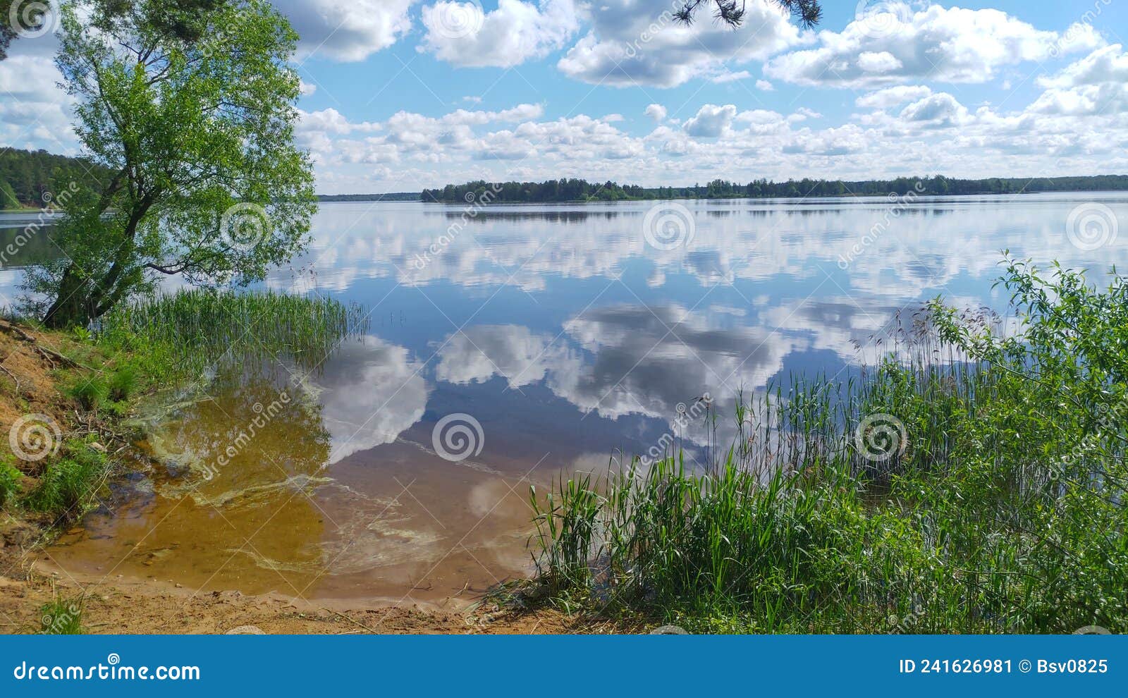 Trees And Grass Grow On The Sandy Shore Of The Lake And Reeds Grow In