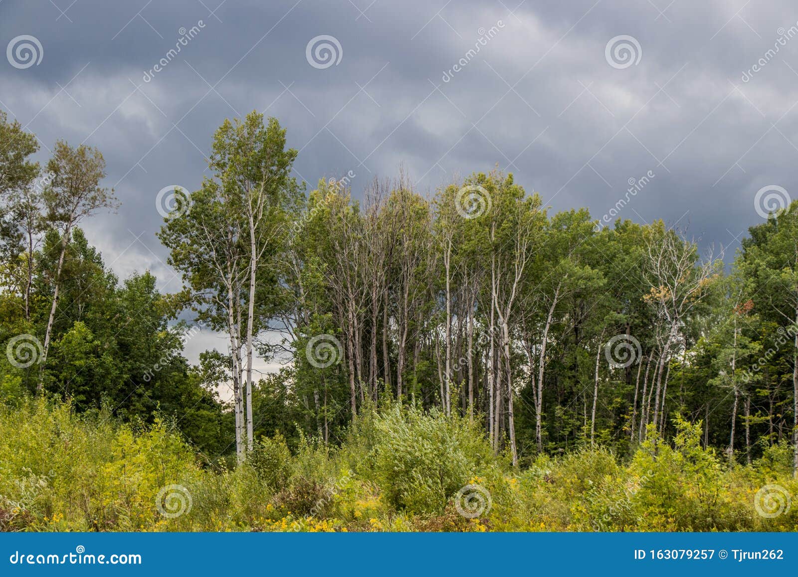 Trees and Grass, Port McNicoll, Ontario Stock Image Image of fall