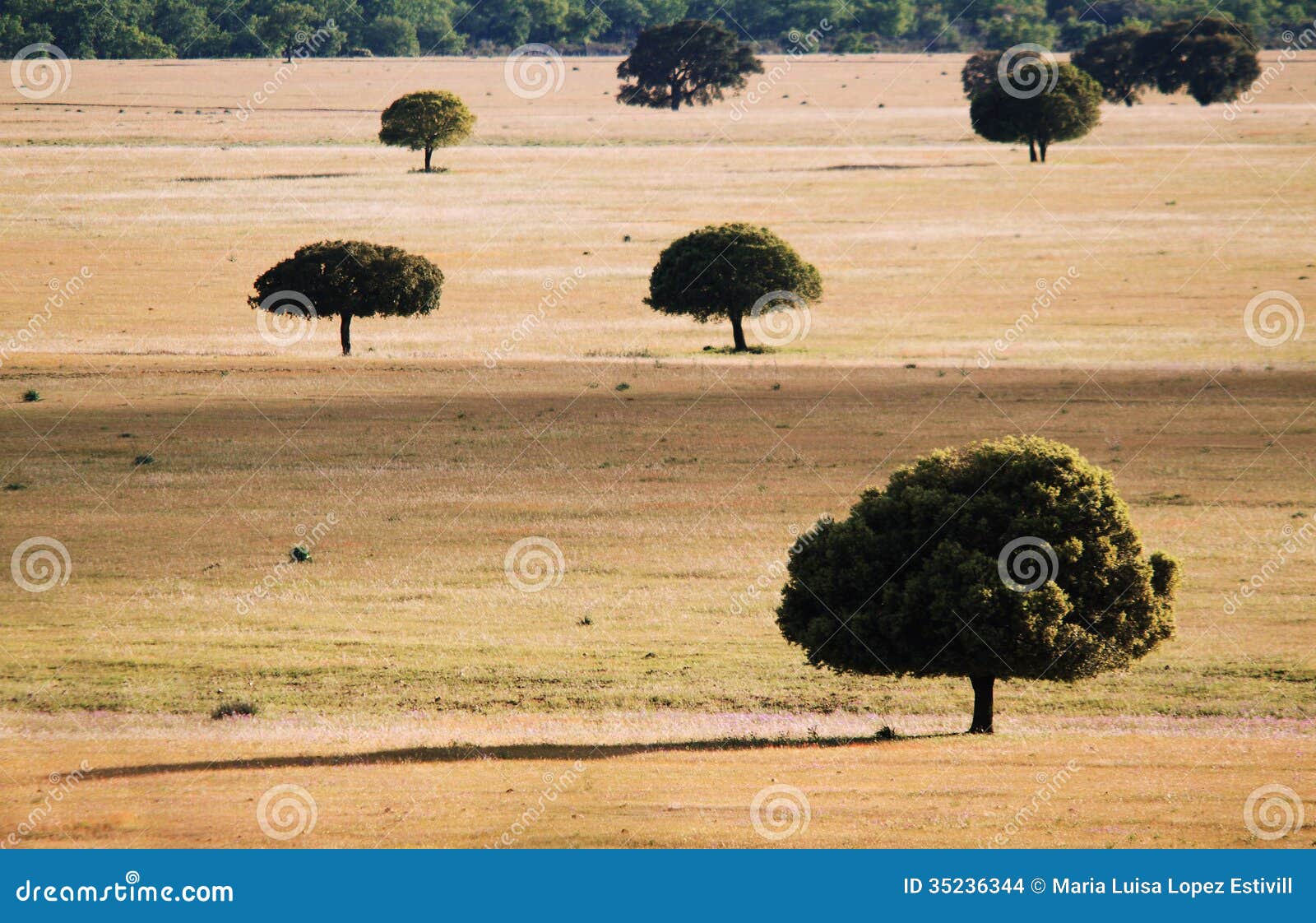 trees in the grassland in cabaÃÂ±eros
