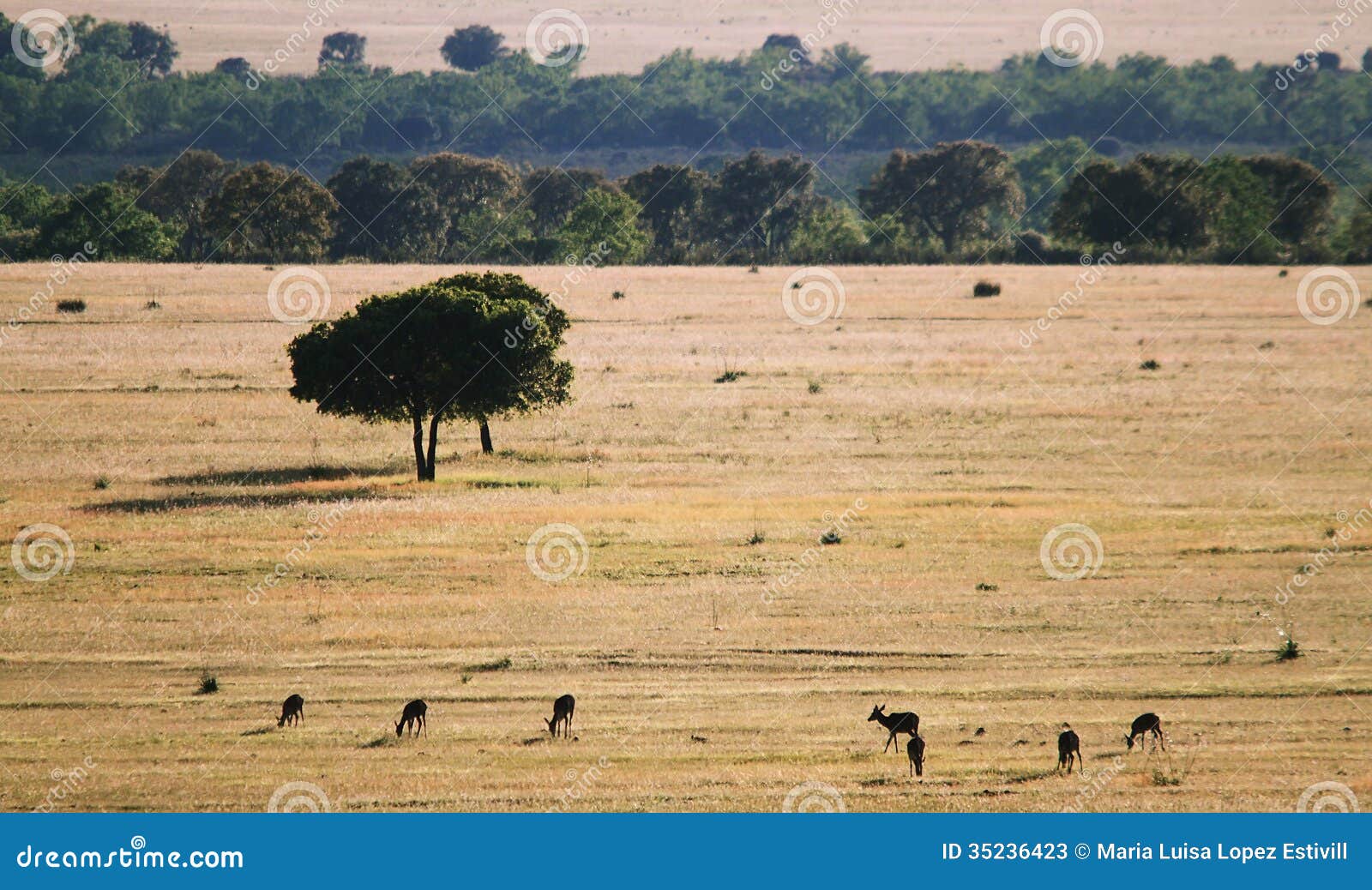 trees in the grassland in cabaÃÂ±eros