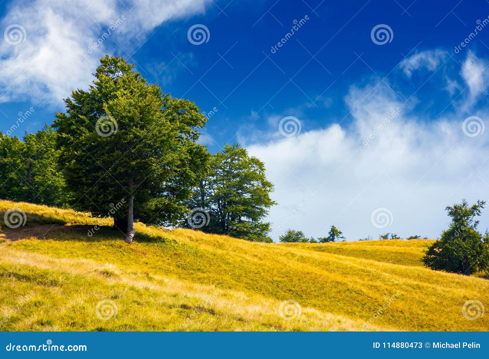 Grassy Hillside On Image & Photo (Free Trial)