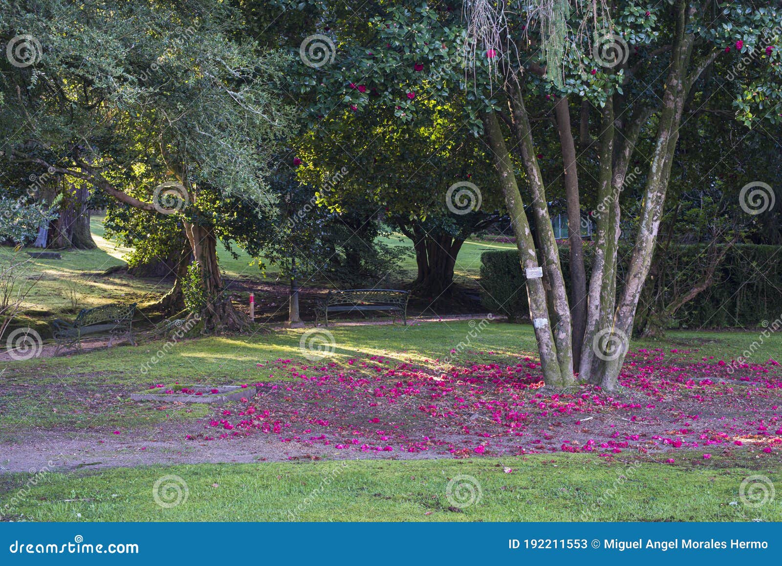 trees of great variety of camellias in galicia spain