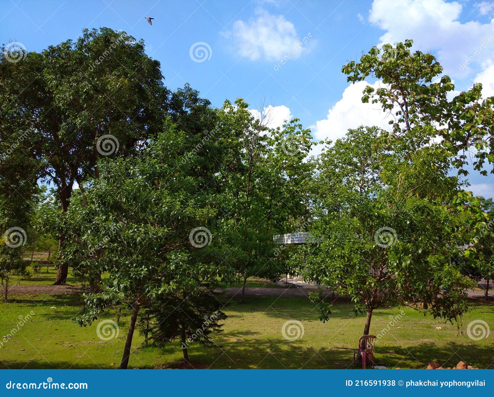 Trees that grow naturally stock photo. Image of deciduous 216591938
