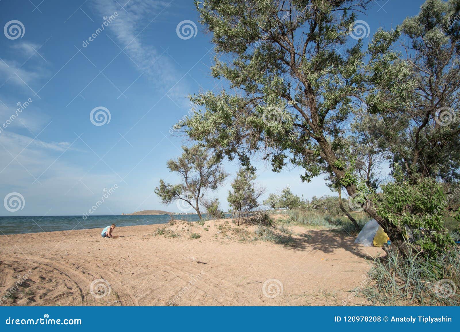 Trees Grow from Sand stock photo. Image of africa, outdoor 120978208