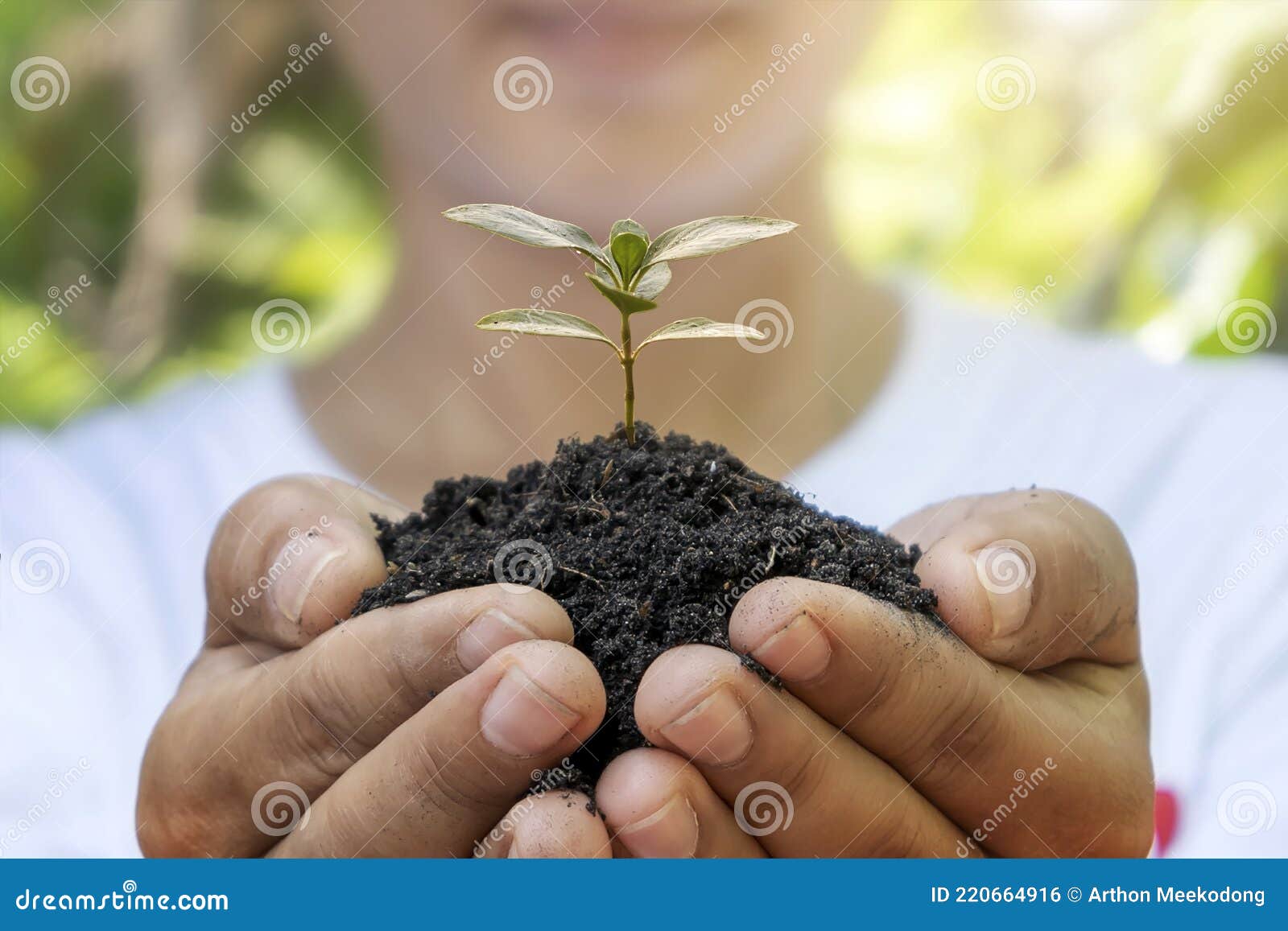 trees grow in soil by human hands, reforestation concept