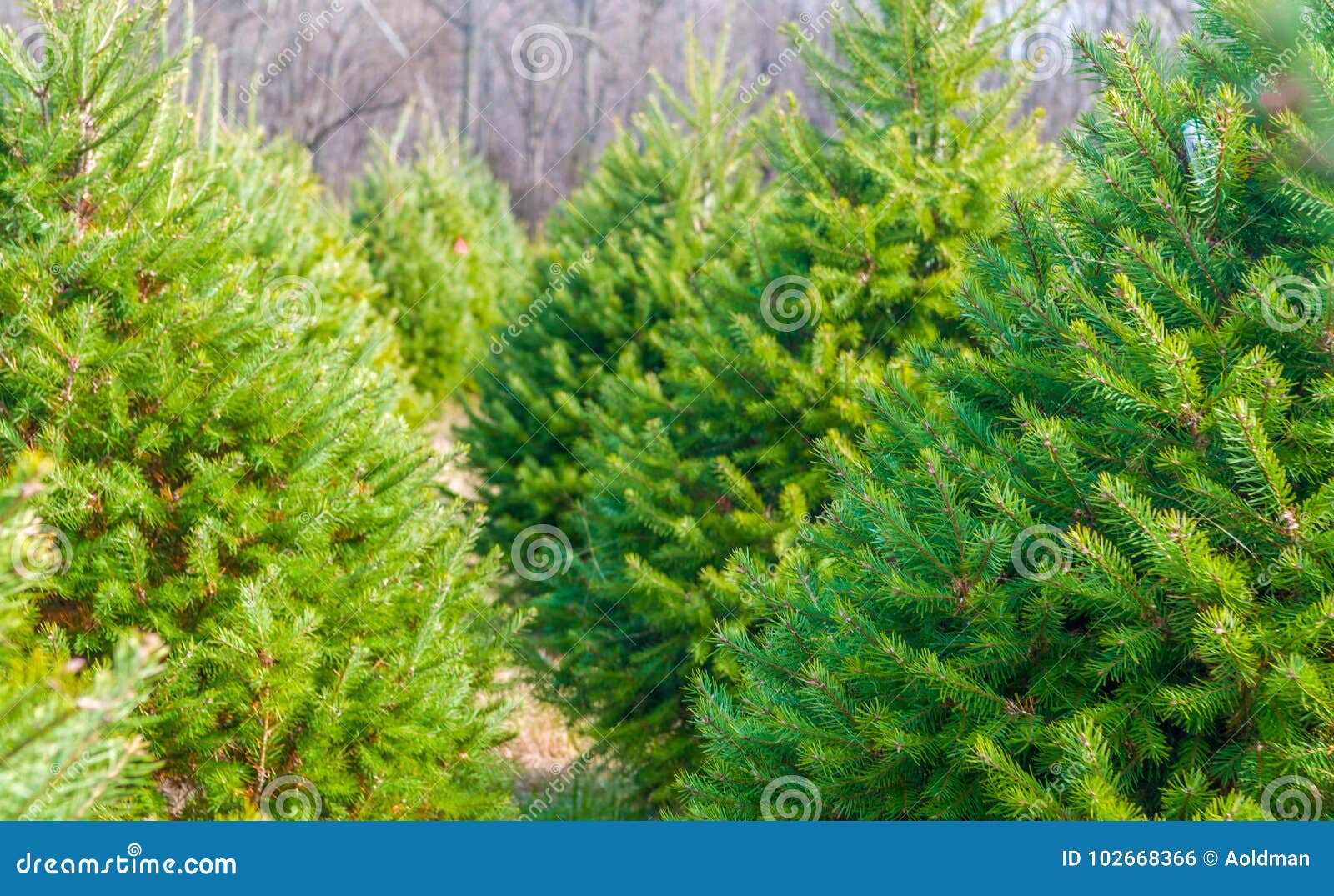 Christmas tree farm stock photo. Image of grow, background 102668366