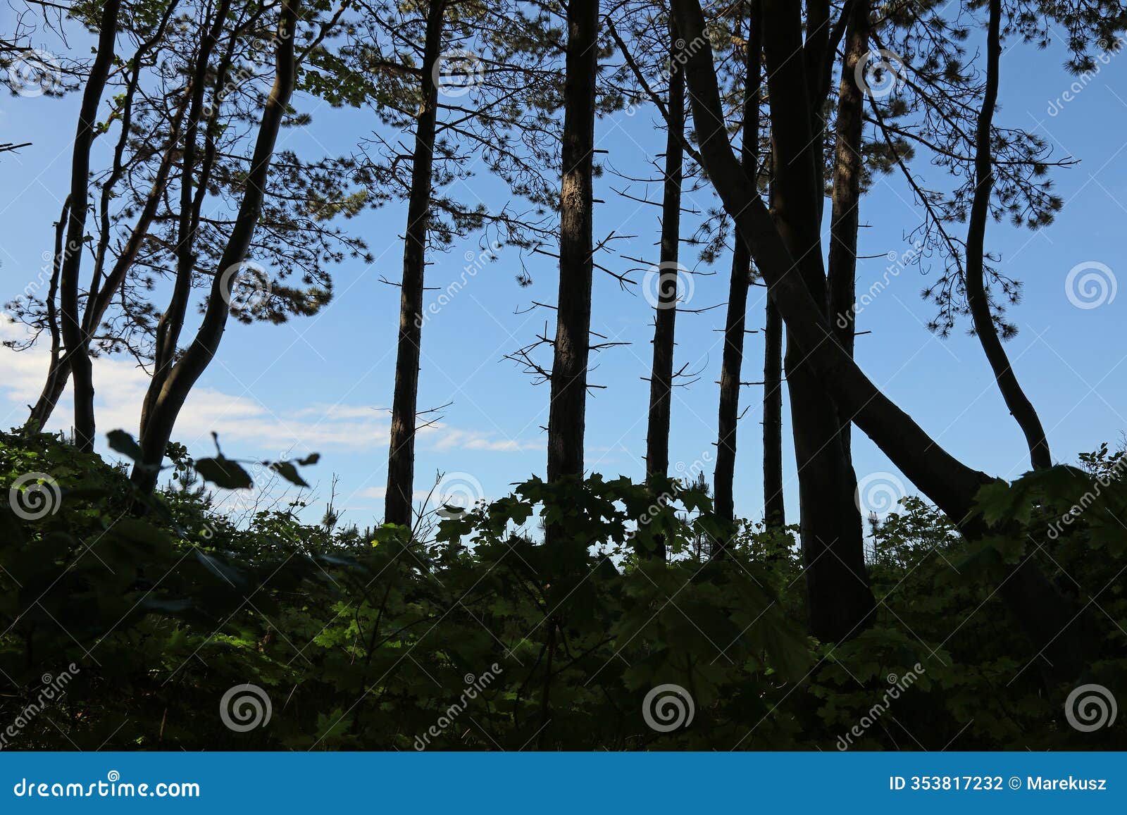 trees growing on a dune on the shores of the baltic sea in ustronie morskie, west pomerania, poland