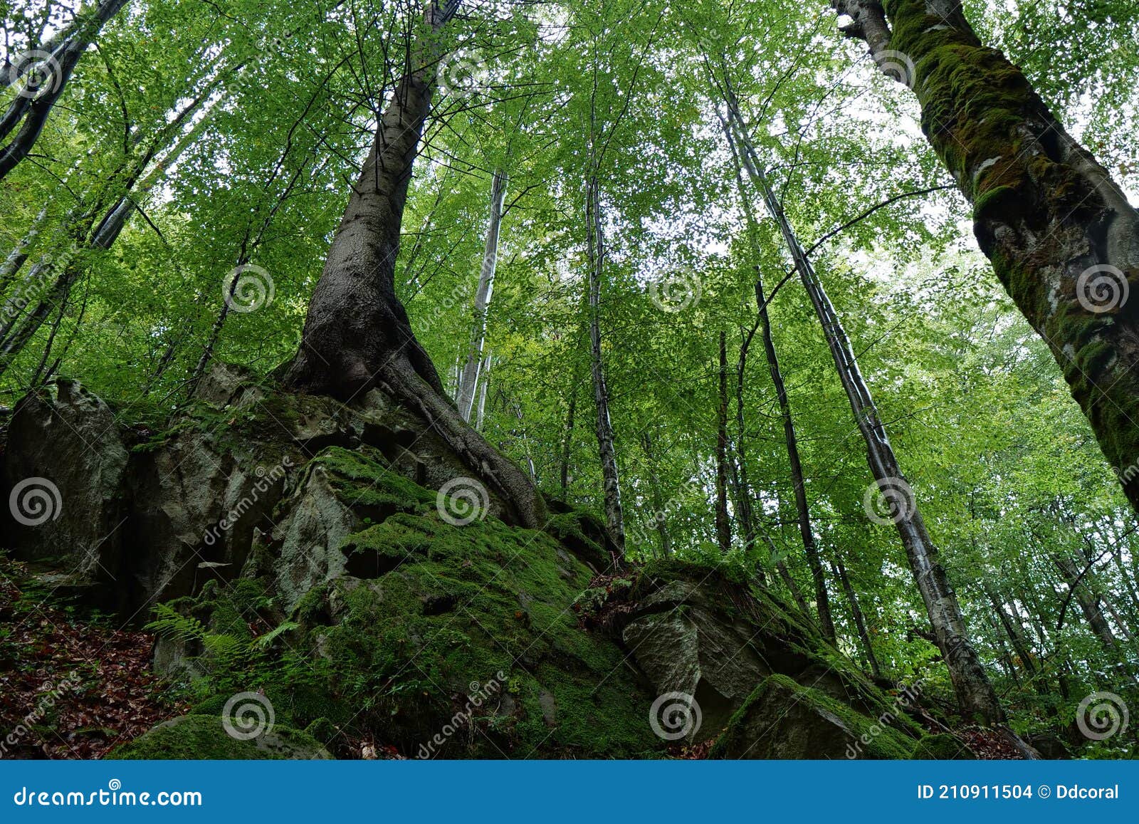 trees growing on the rocks in deciduous forest