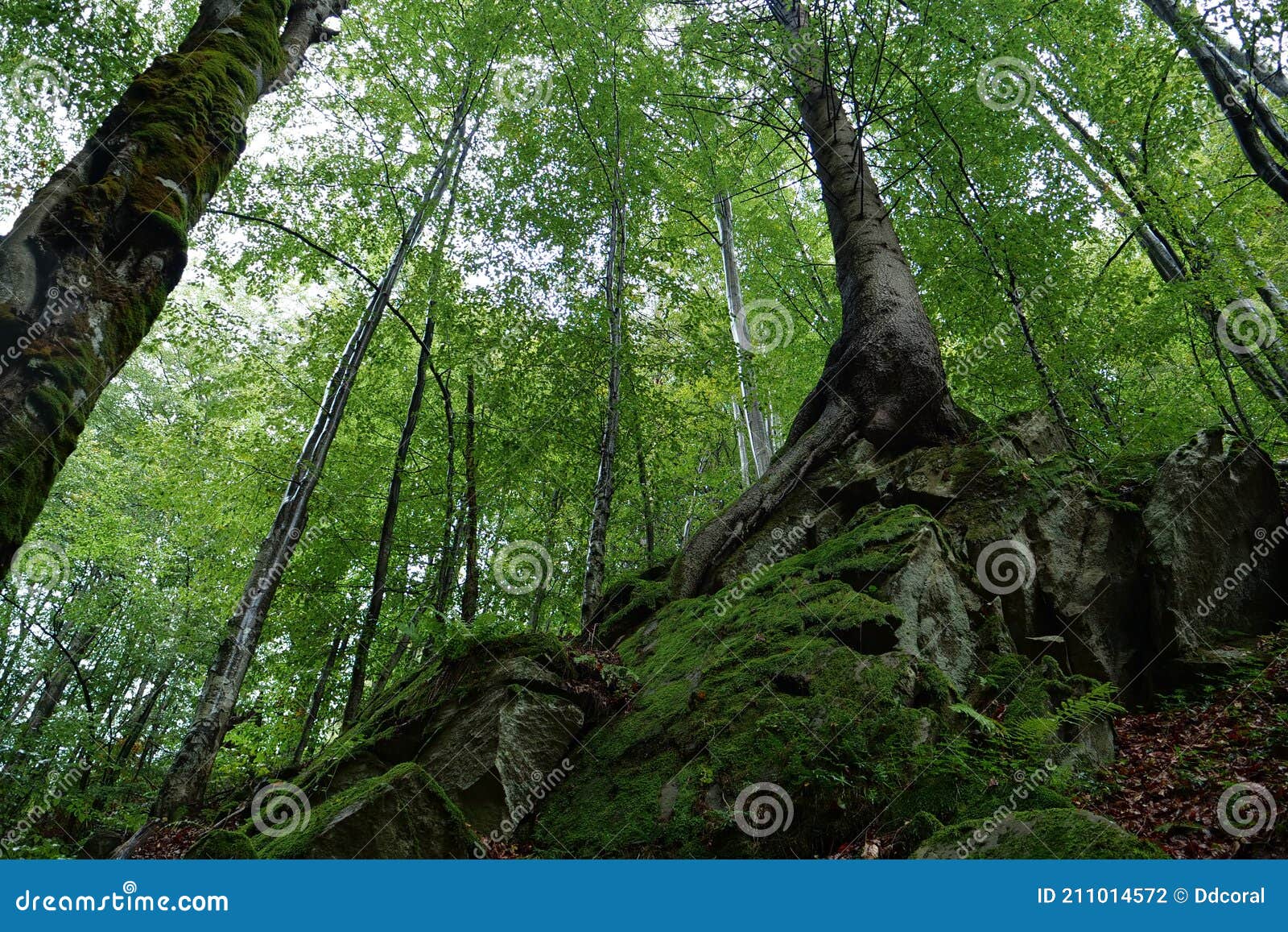 trees growing on the rocks in deciduous forest