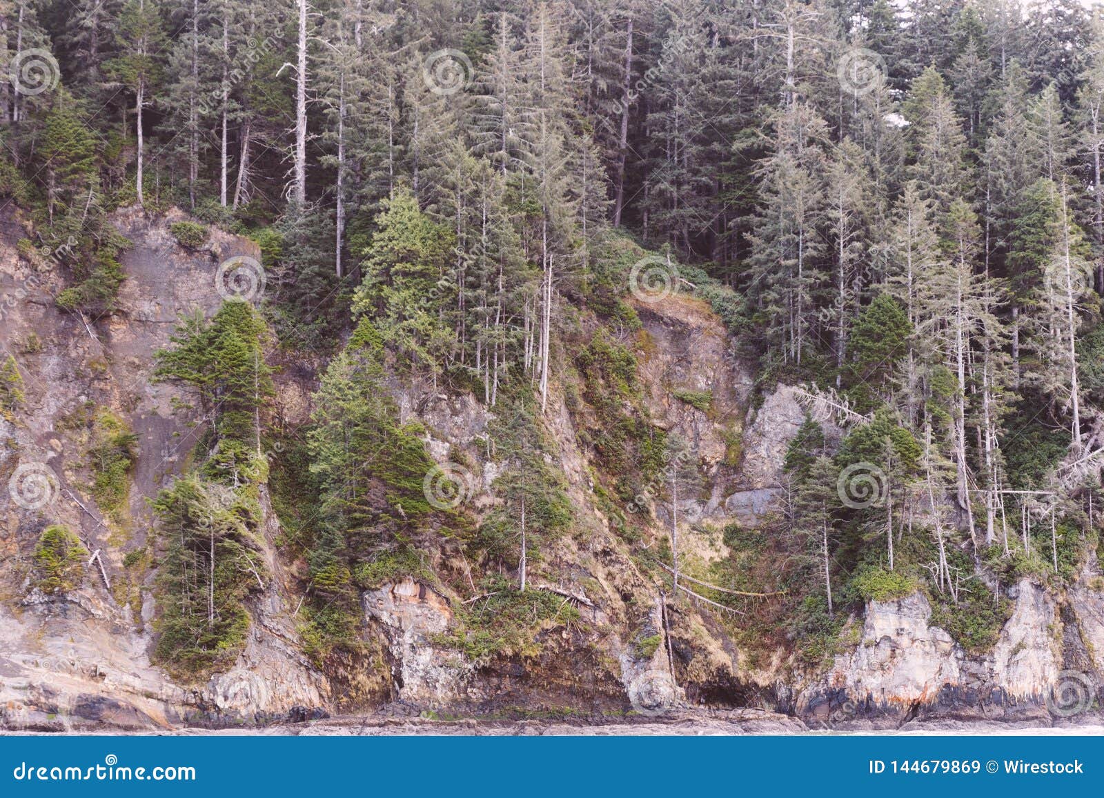 Trees Grown on a Side of a Rock Stock Image - Image of beauty, green