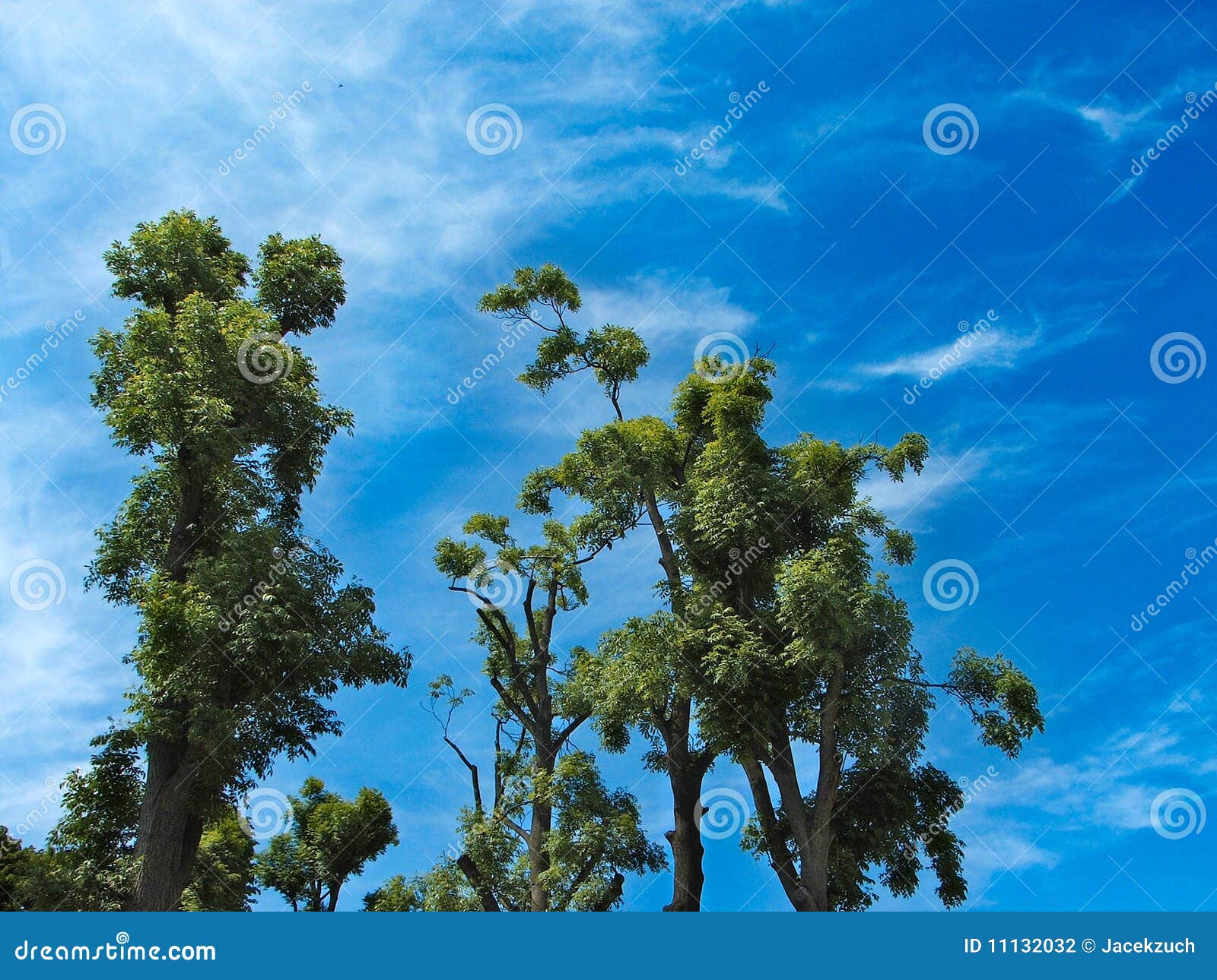 Trees in heaven stock photo. Image of field, heaven, windy 11132032
