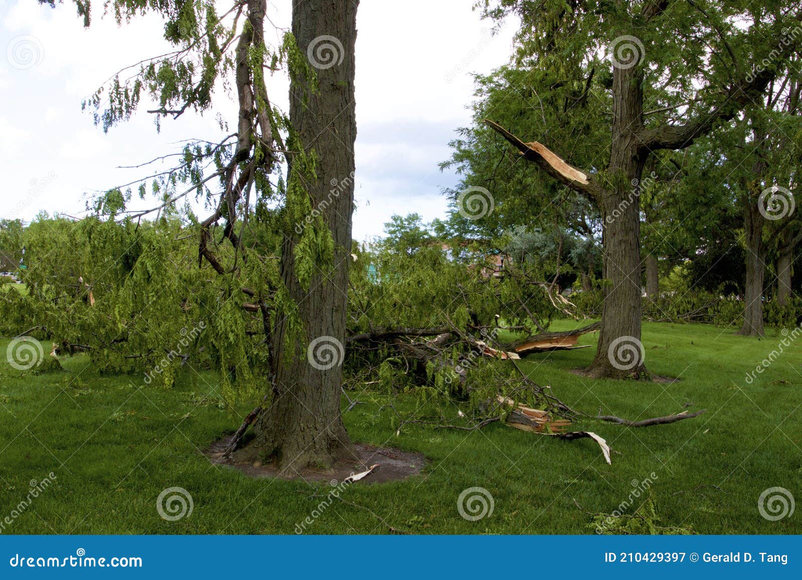 trees hit by derecho in elgin   844216