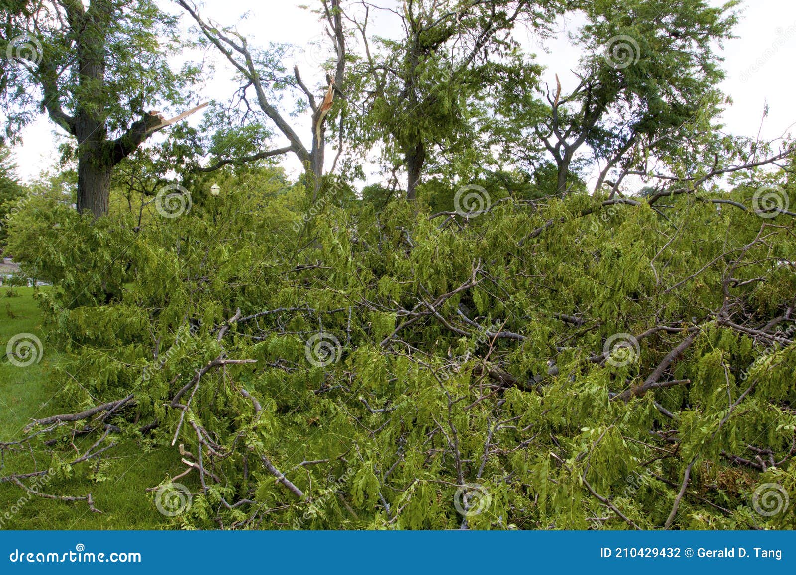 trees damaged by derecho in elgin   844218