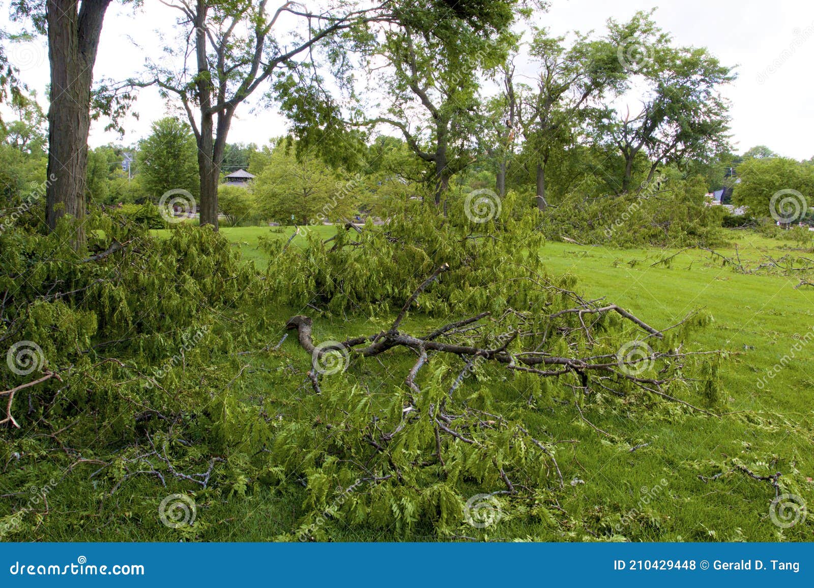 trees damaged by derecho in elgin   844219