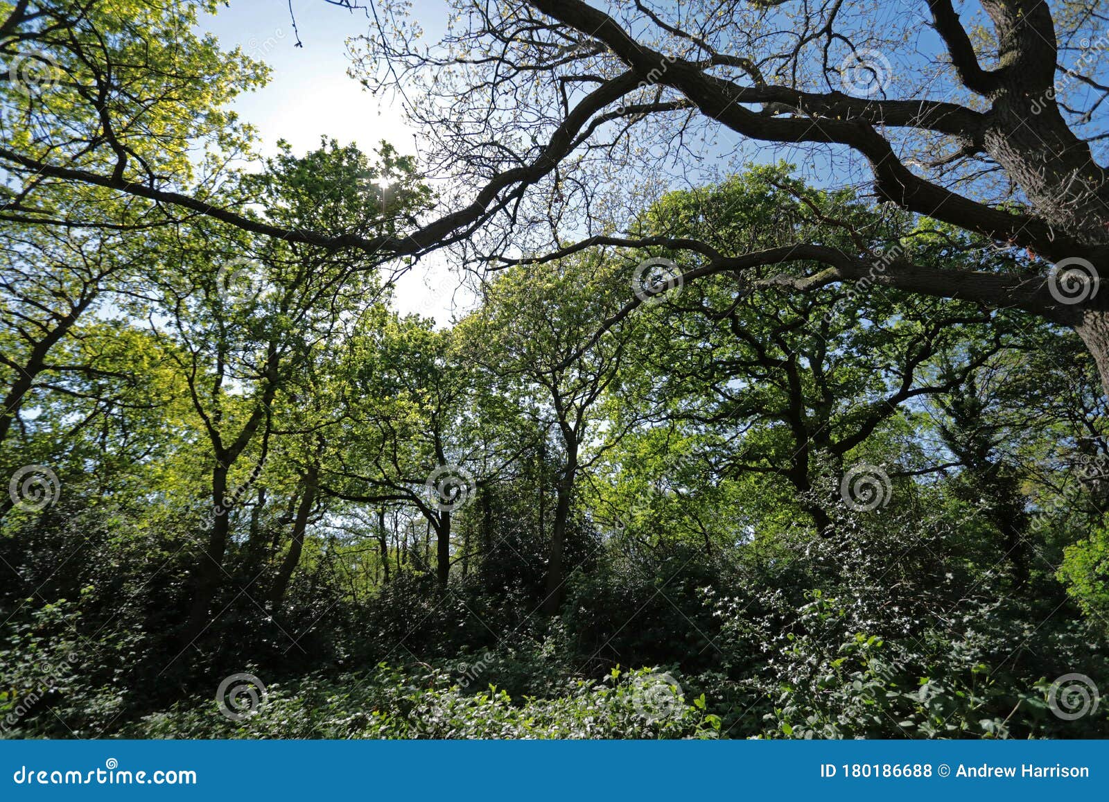 trees in hollow ponds, epping forest