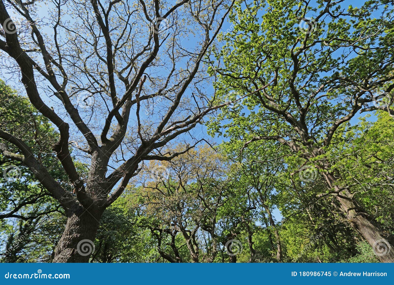 trees in hollow ponds, epping forest