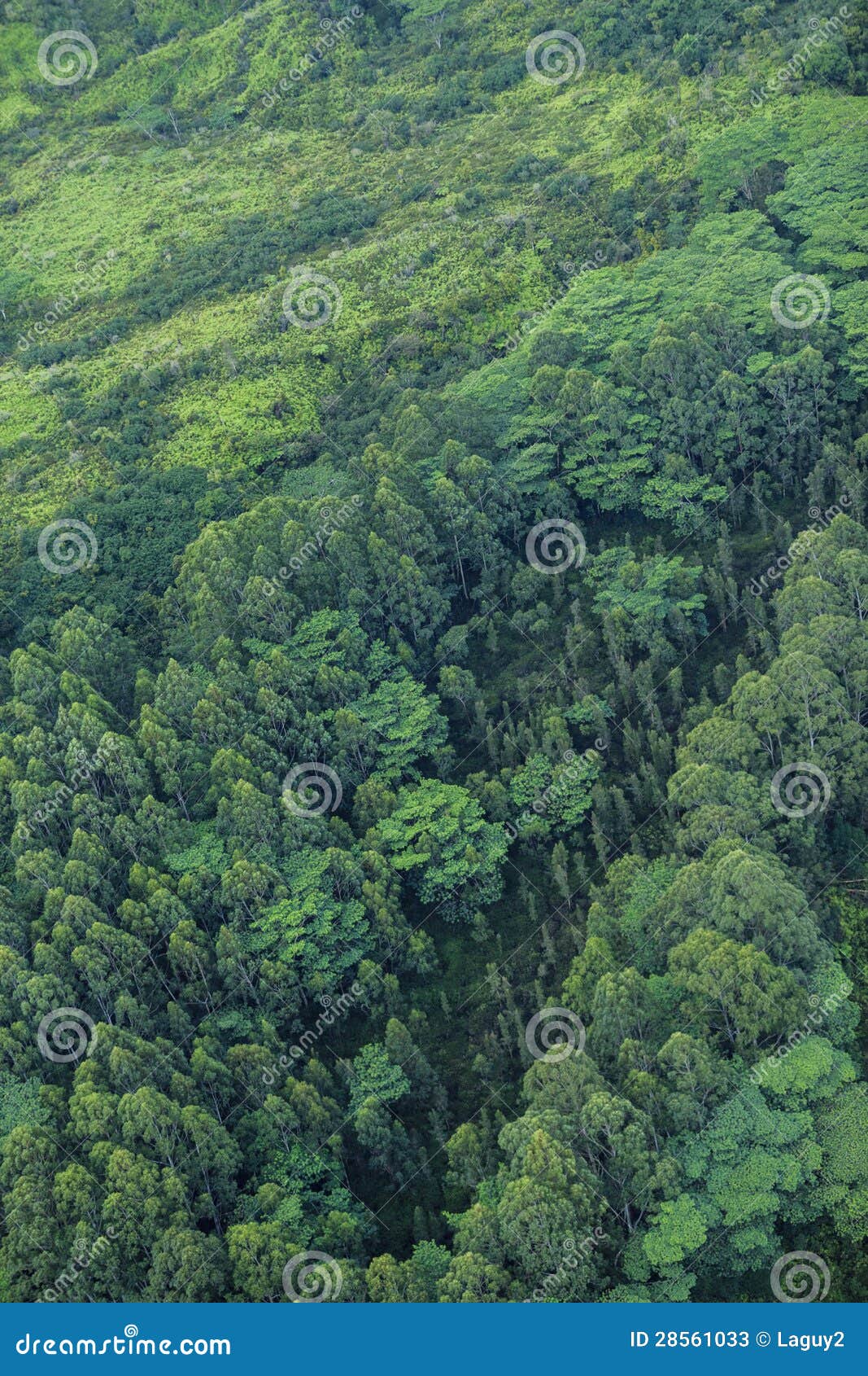 Trees Kauai stock image. Image of stubs, pattern, helicopter 28561033