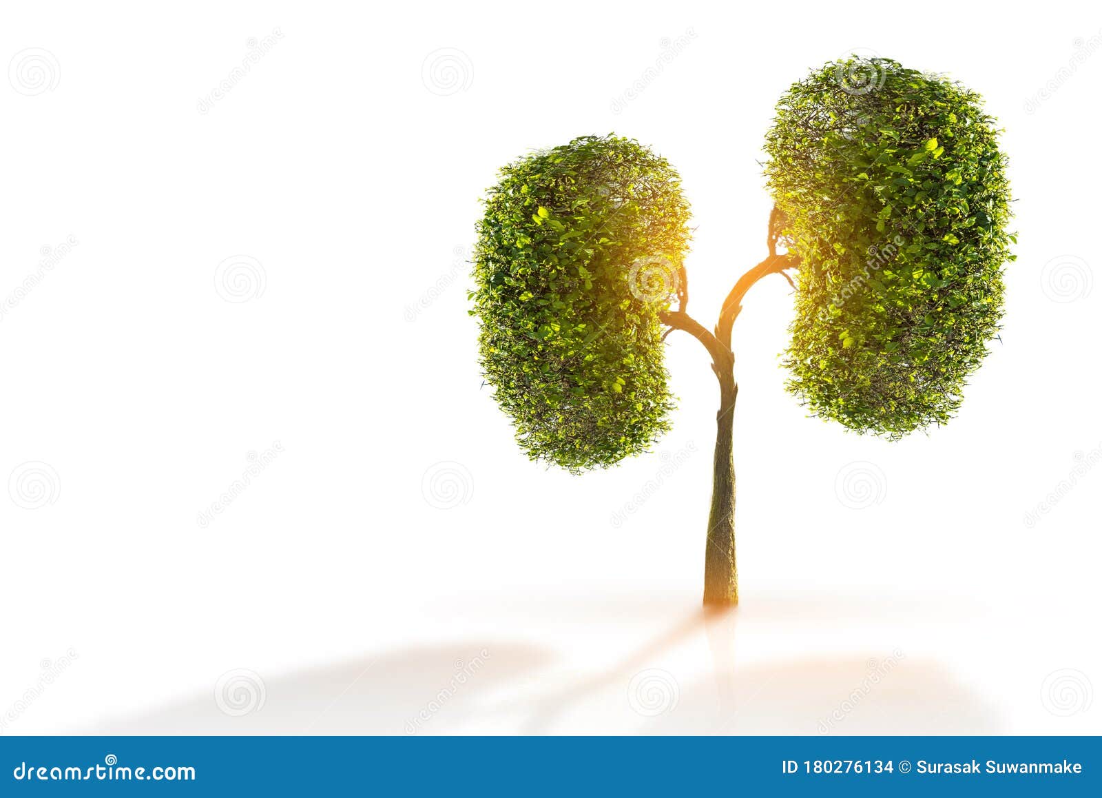 Trees Kidneys, 3D Environmental and Medical Concepts Stock Photo