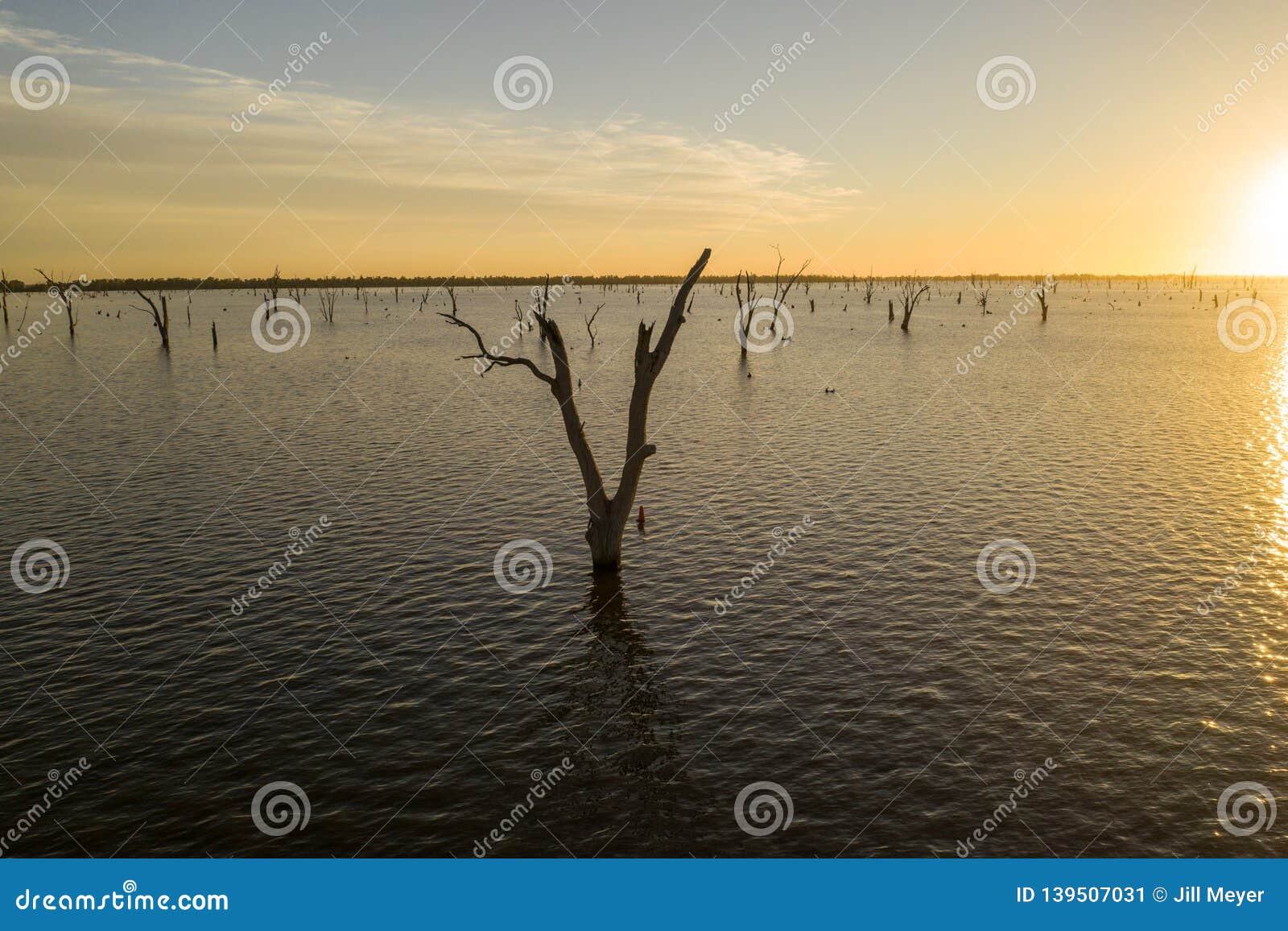 trees in lake mulwala australia