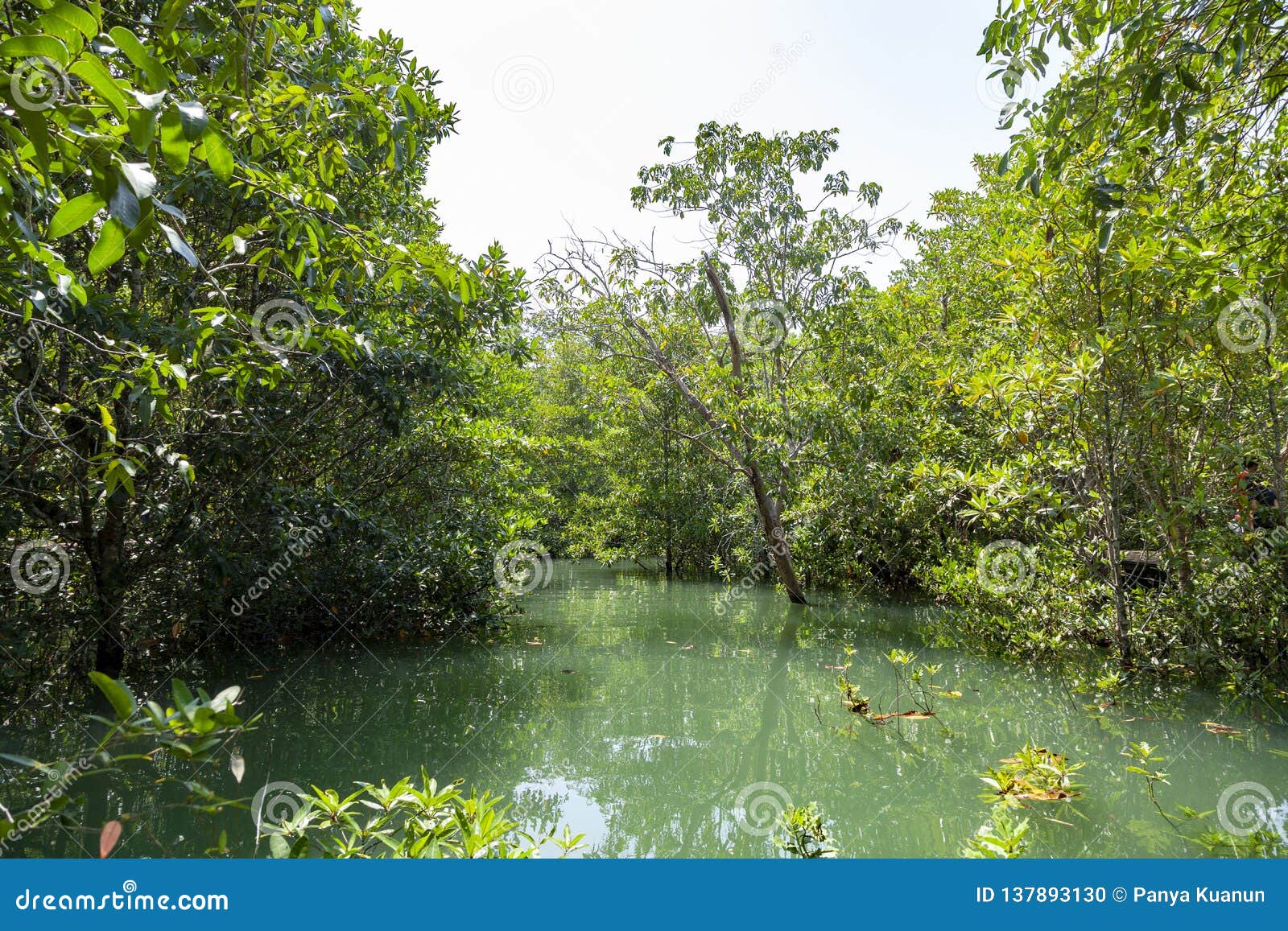 Trees in Lake Rainforest Beautiful Scenery Nature Background Stock ...