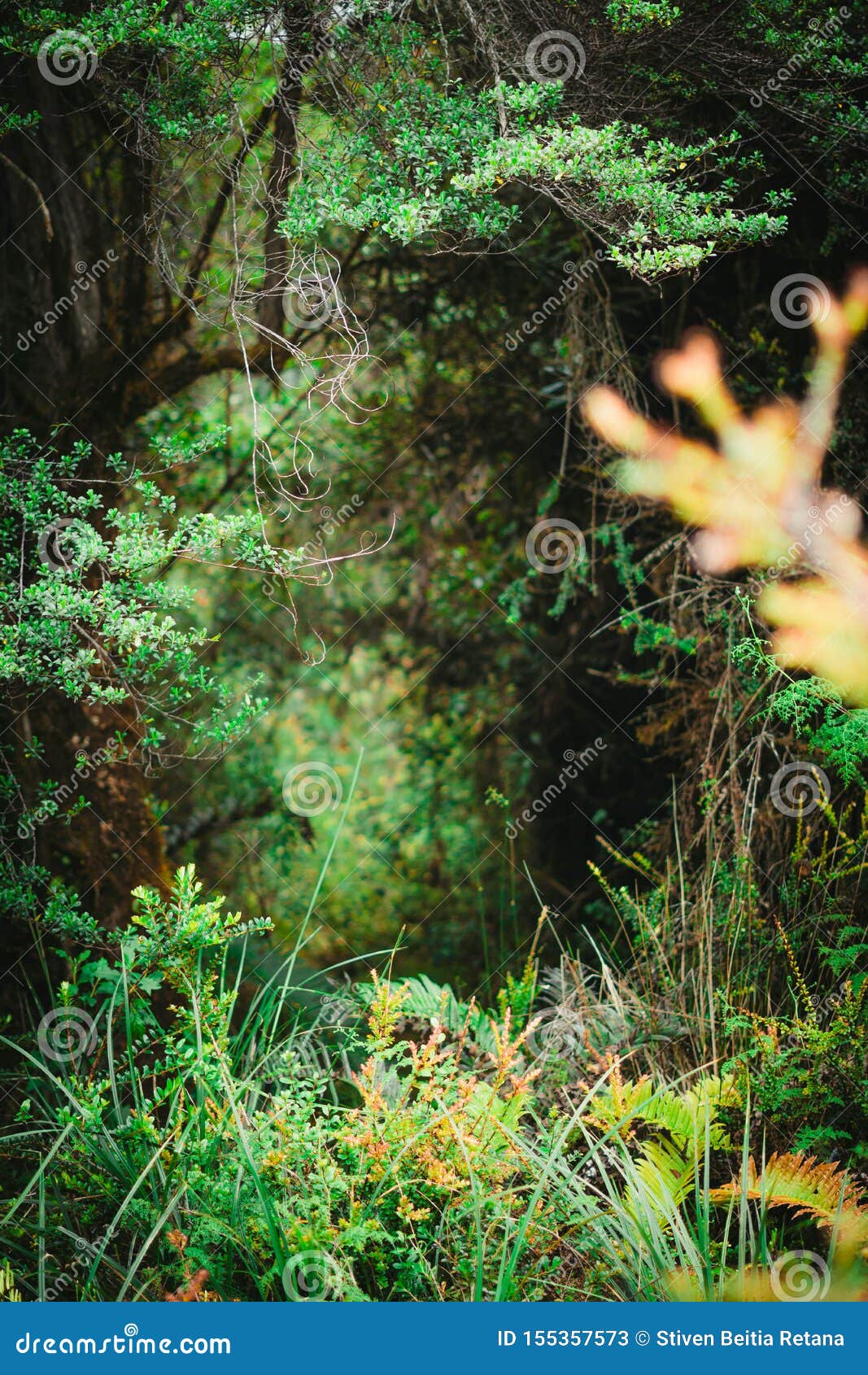 trees and large green vegetation