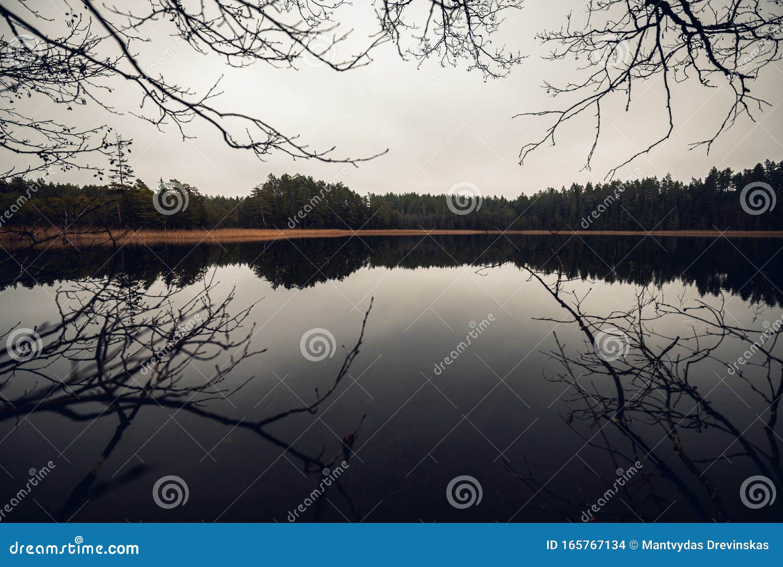 trees without leaves on the shore of beautiful lake named labanoras. the tree branches looks like lightning in the sky