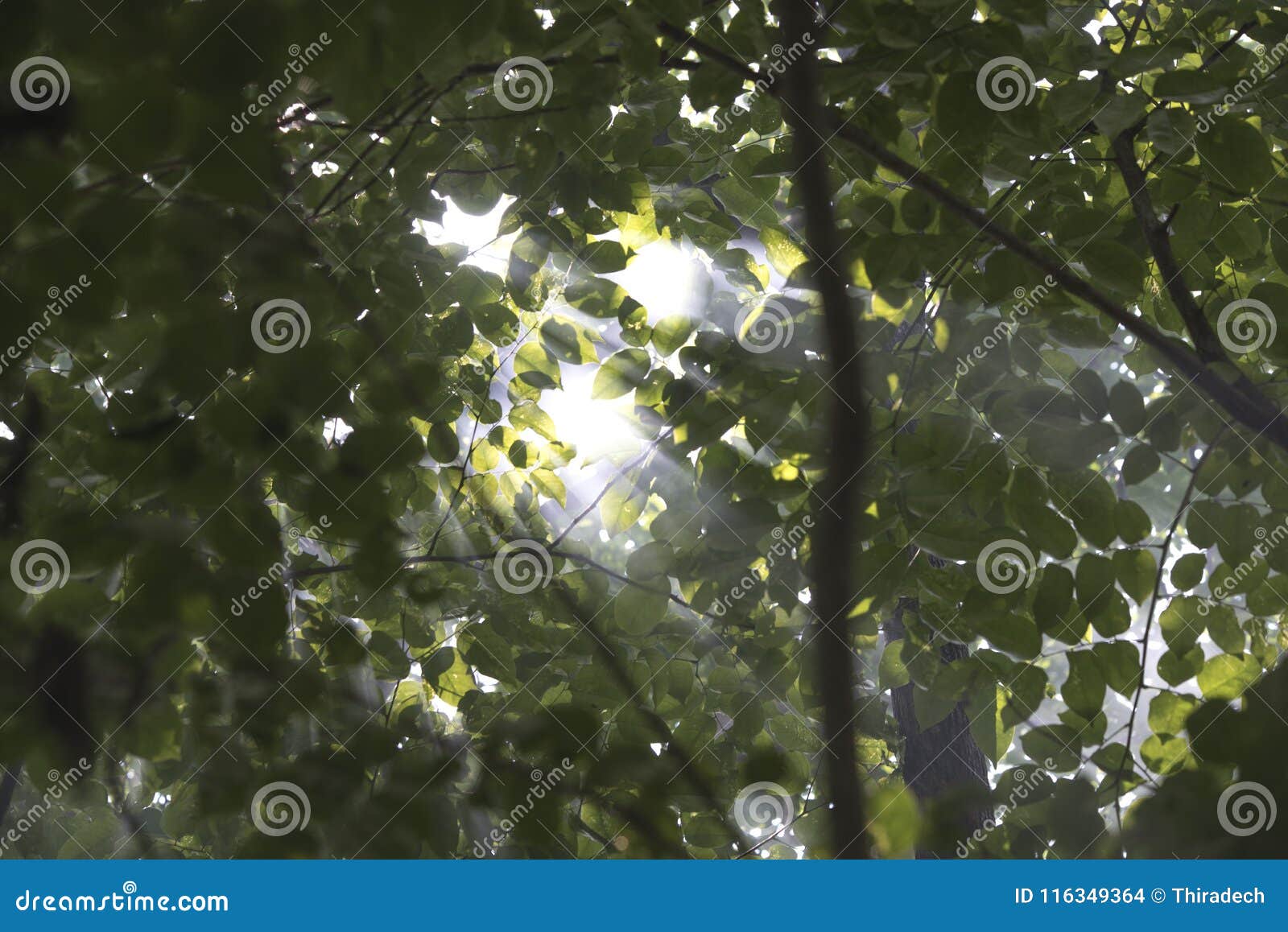 Trees and light stock photo. Image of environment, season - 116349364