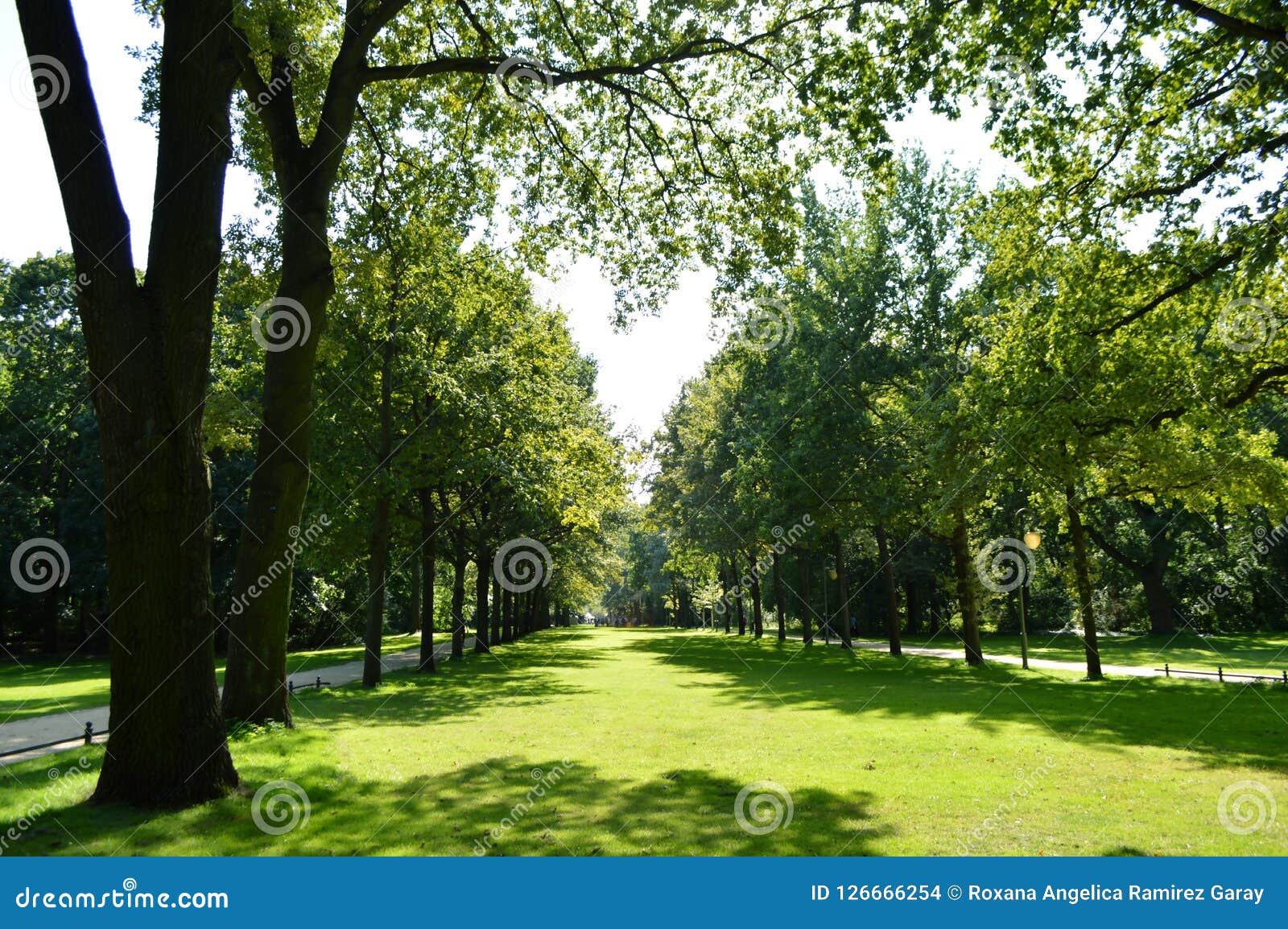 Trees Making a Heart One Day in the Park Stock Photo - Image of shape ...
