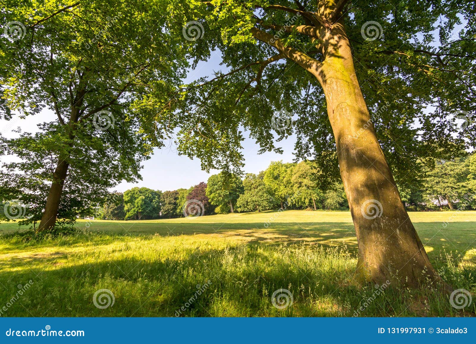 Peaceful Park In The Night With Street Lights, Trees, Green Grass And Pathway. RoyaltyFree