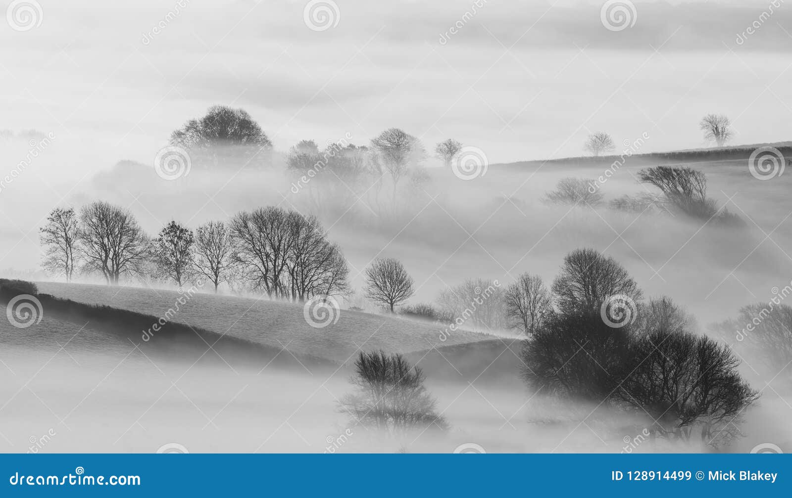 trees in mist in the beautiful cornish countryside