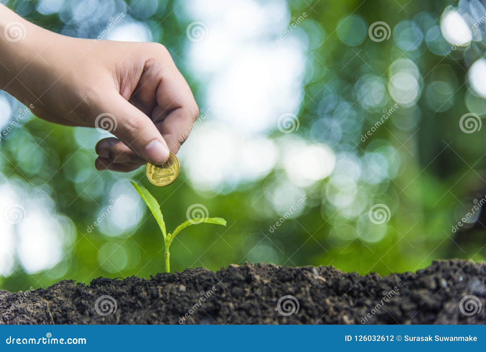 Trees with Money, Savings and Money.Growth of Money and Environmental