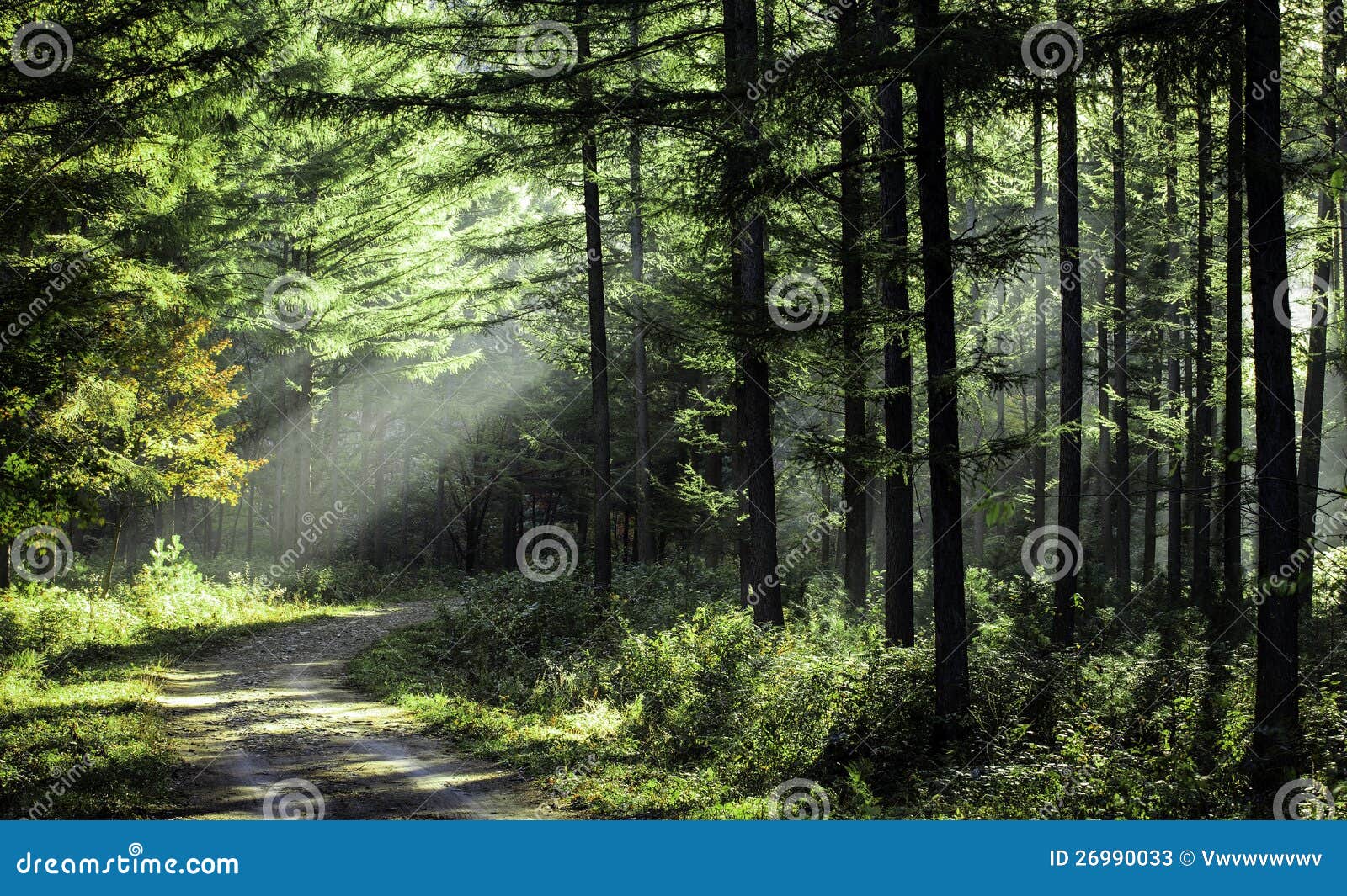 Trees in the morning sun stock image. Image of rays, wandering 26990033