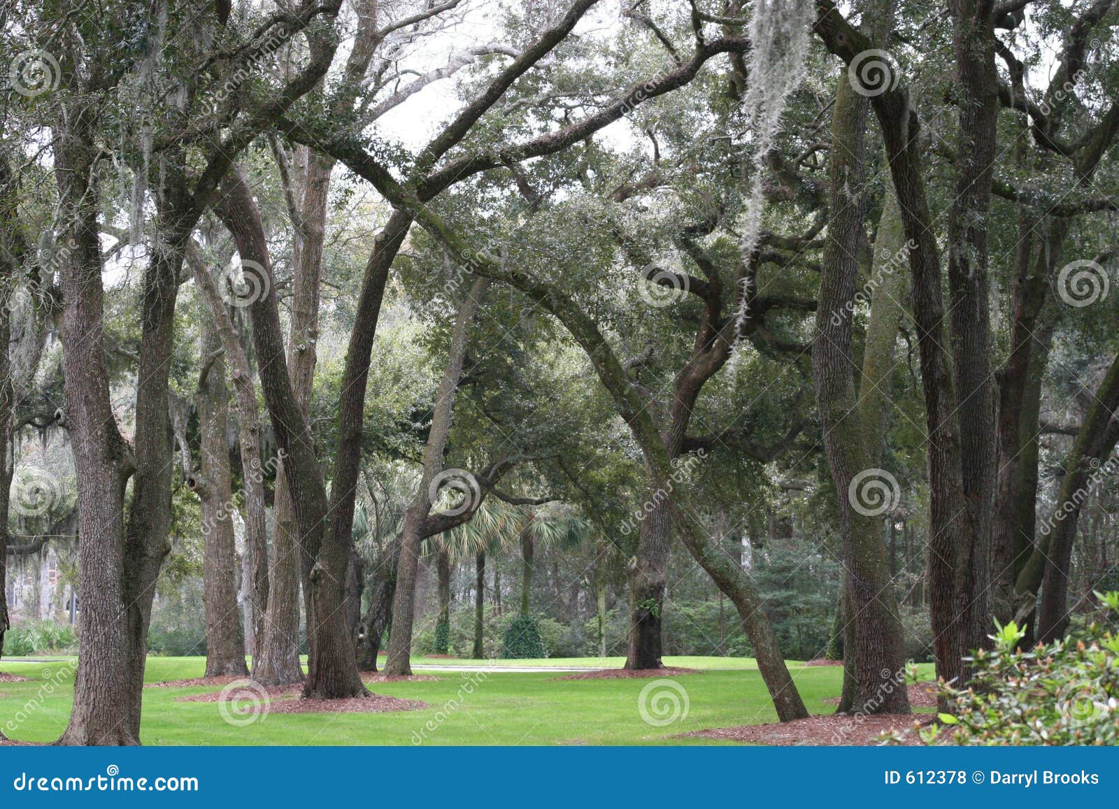 download spanish moss tree for free download spanish moss tree for free