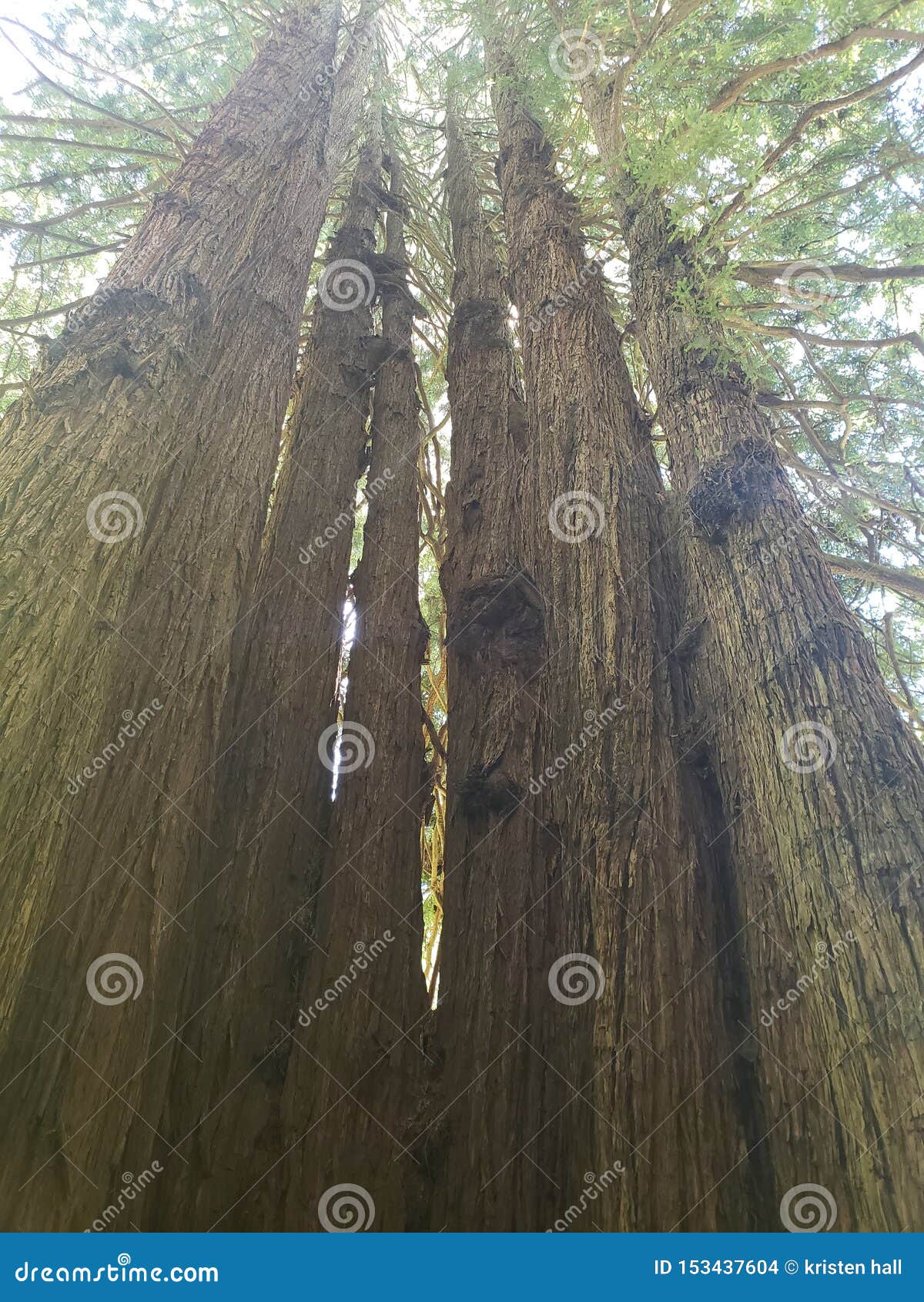 Trees of Mystery California Stock Photo Image of california, trees