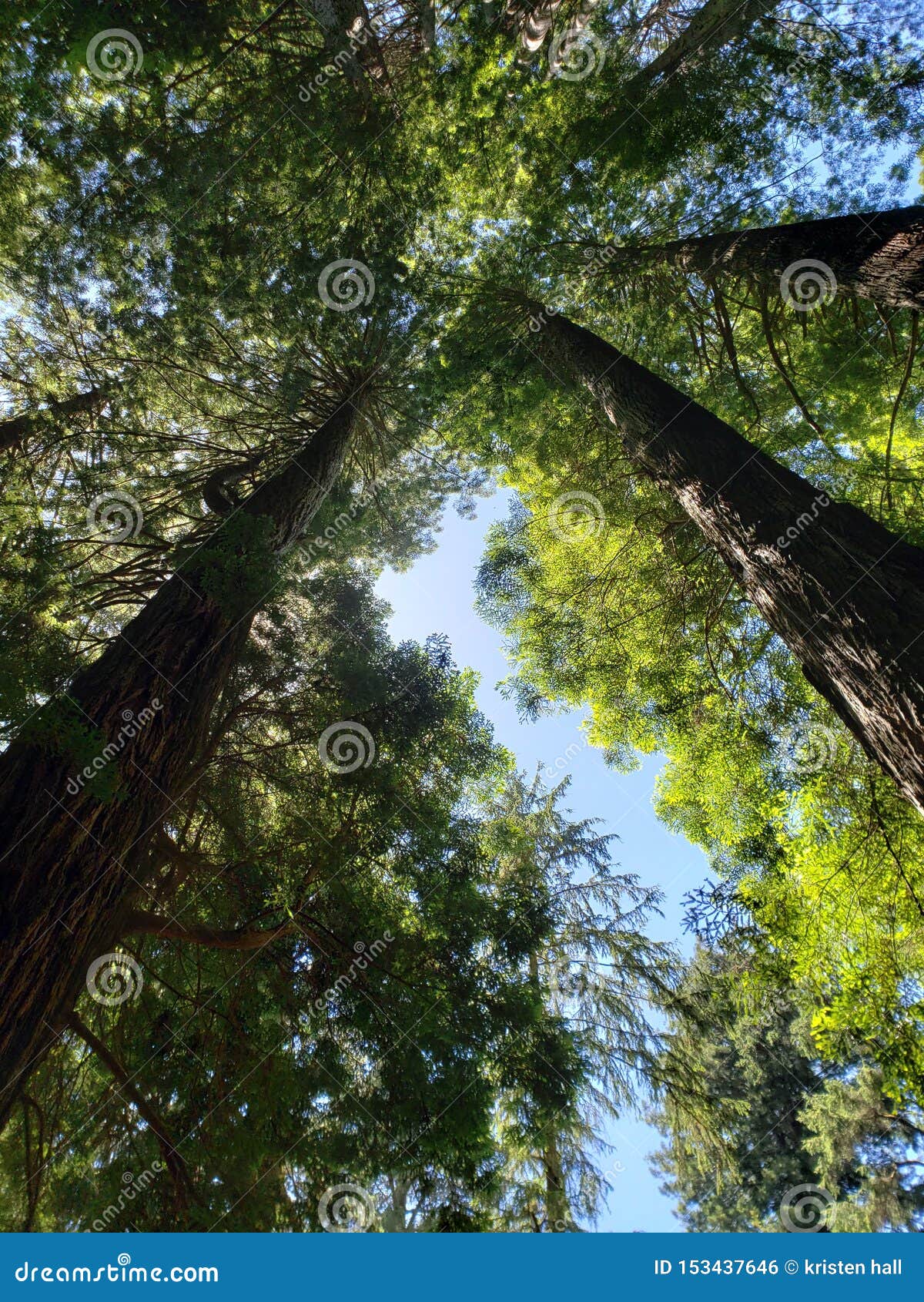 Trees of Mystery California Stock Photo Image of california, forest
