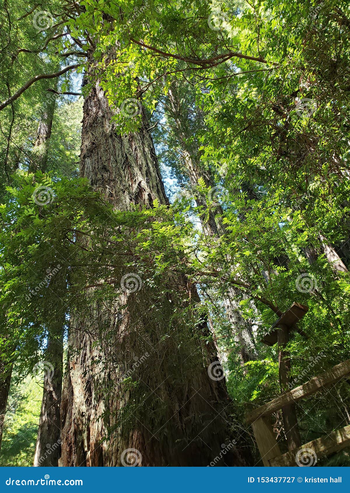 Trees of Mystery California Stock Image Image of mystery, california